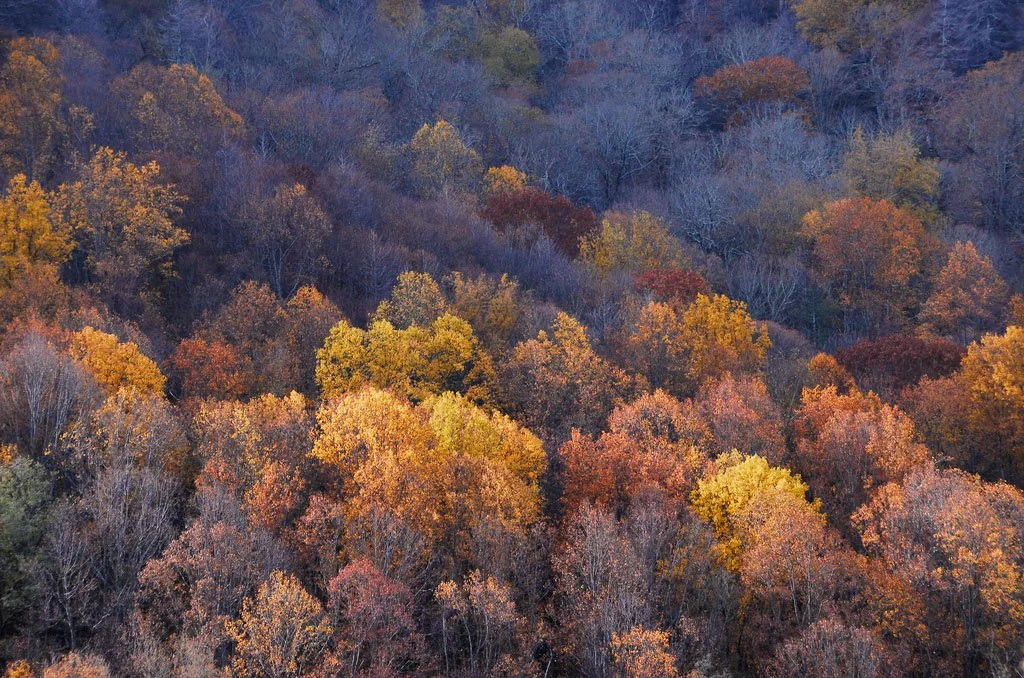 Fall colors of the Great Smoky Mountains as the winter approaches .
