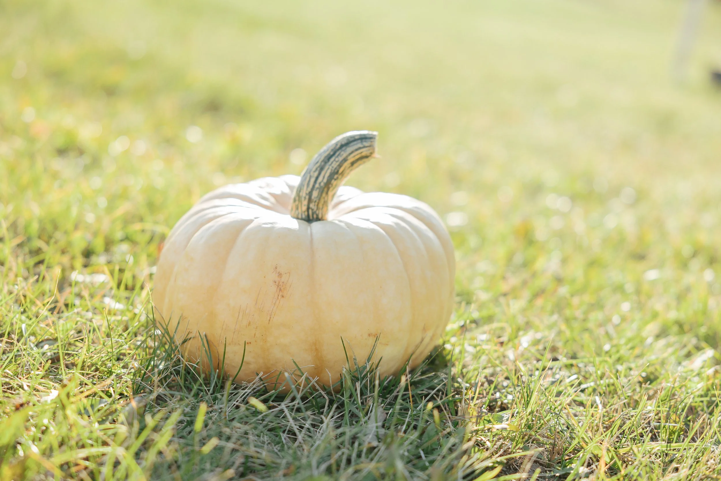 Pumpkin Fest Oct 5 2024-24.jpg