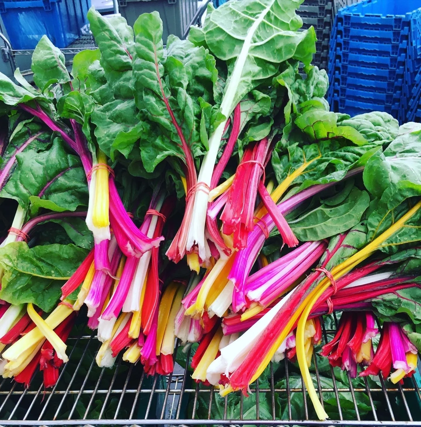 Long Lane Farm Organic Produce Farm Warren, RI