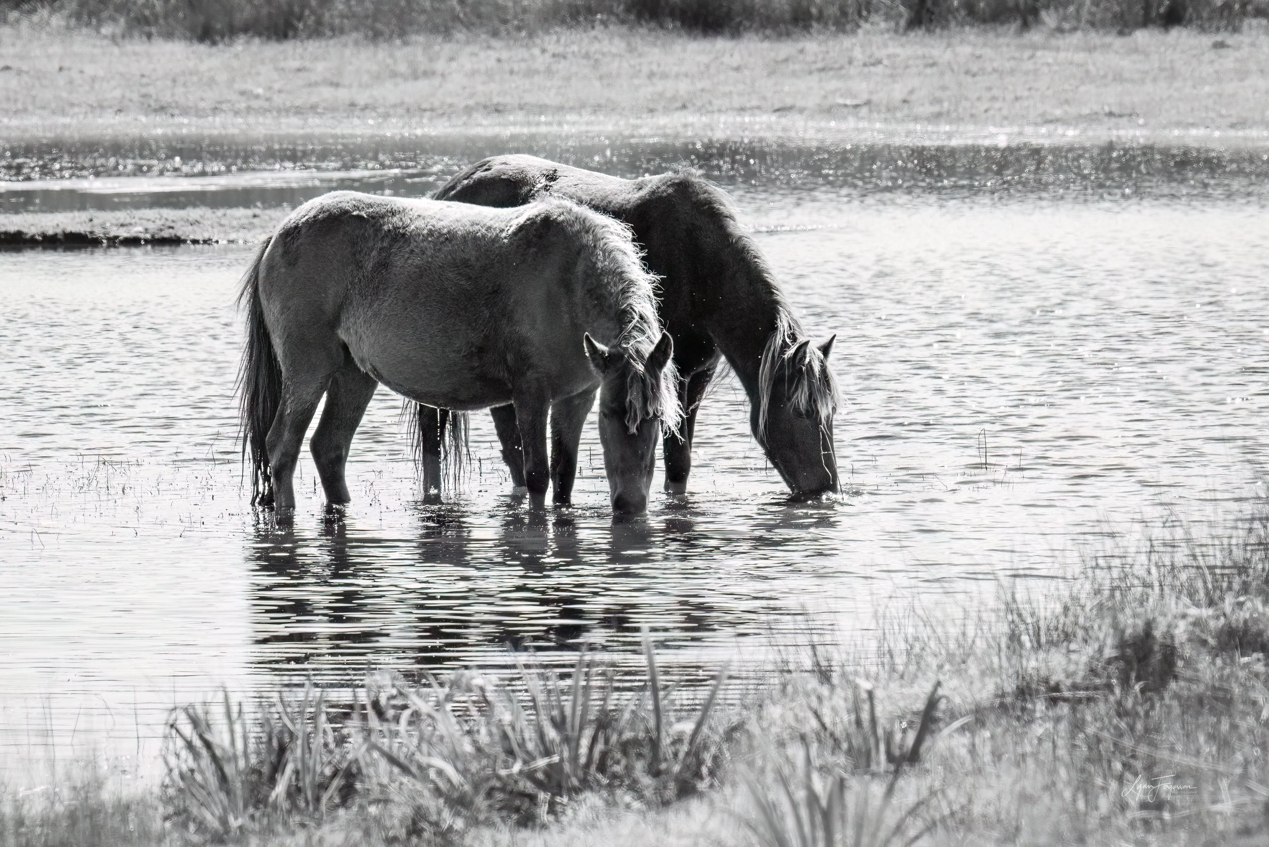 2023-10-11- Sable Island - 1846 - DN- size limited.jpg