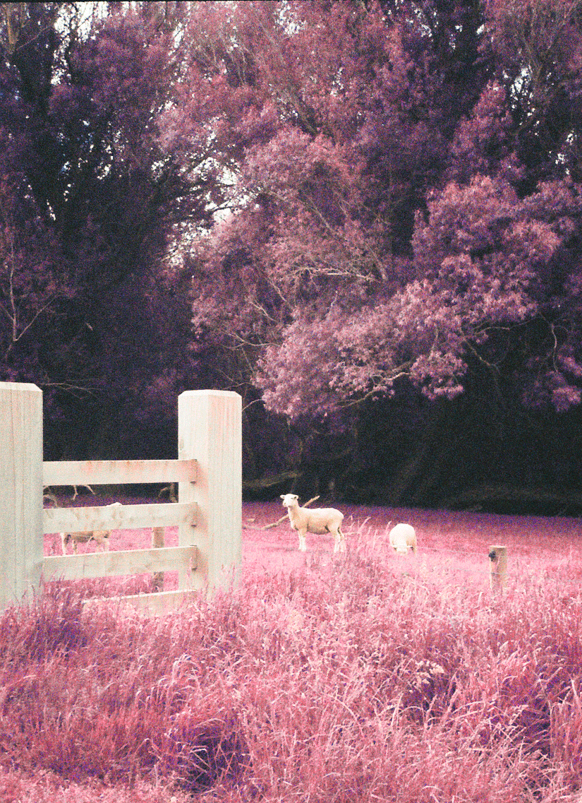 25.gif