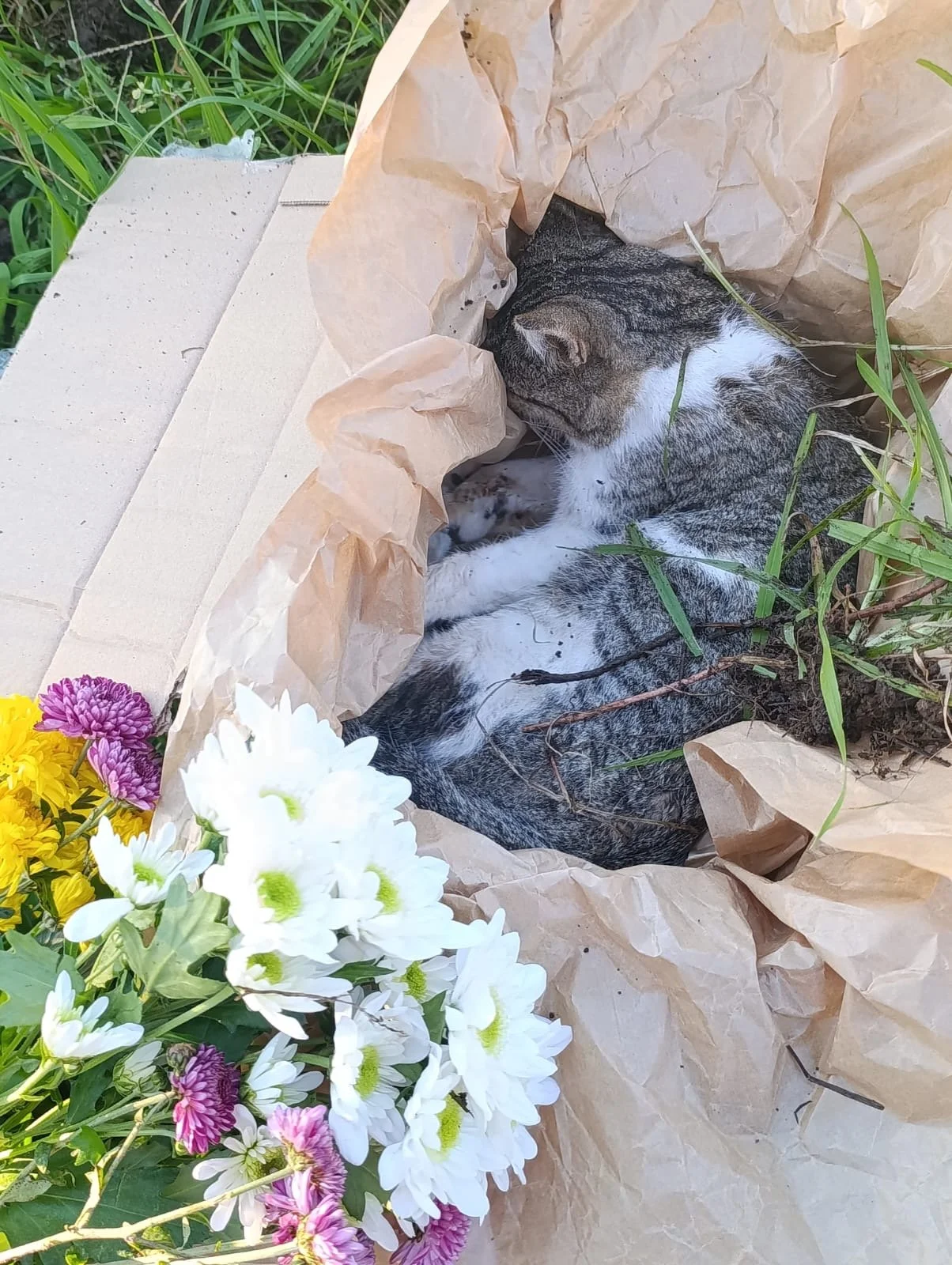 Quando um animal faz a sua passagem e o lugar dos rituais na despedida