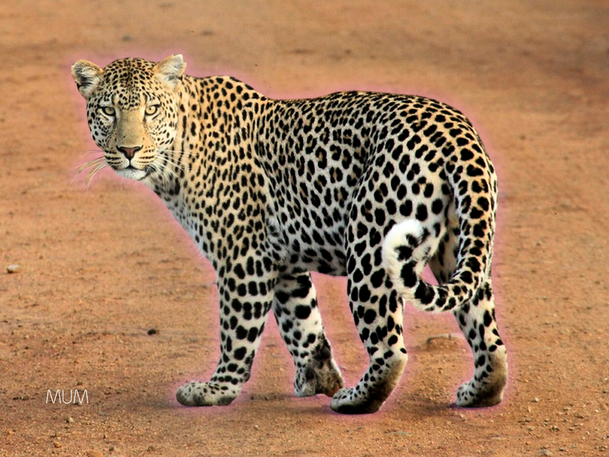 Do People Really Change? Exploring the "A Leopard's Spots Doesn't Change Its Spots" Adage