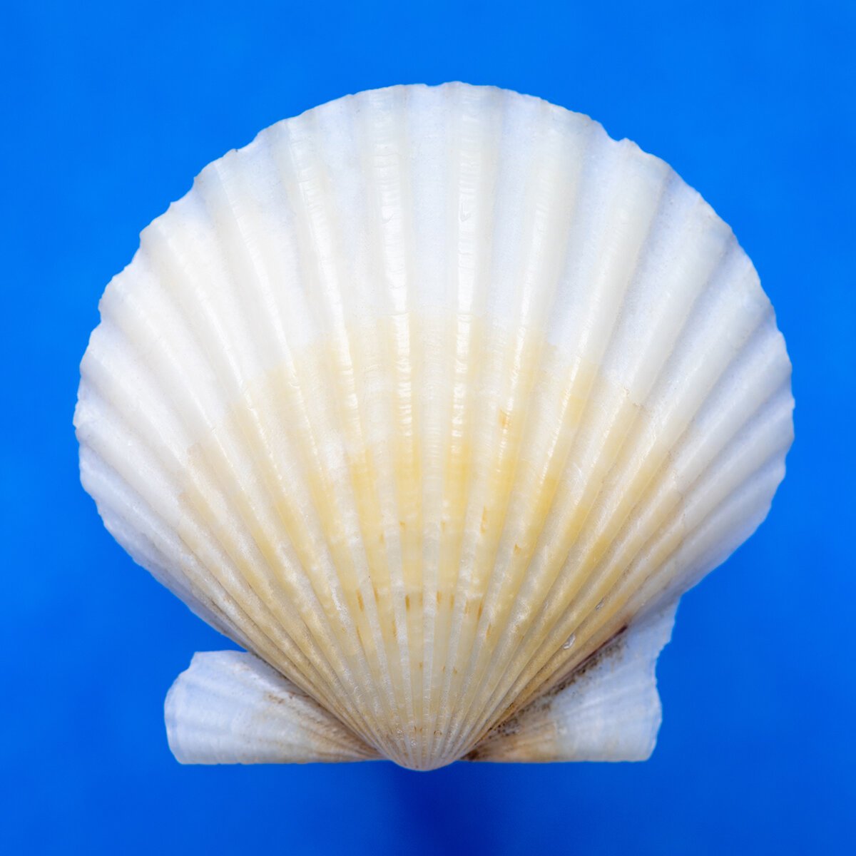 Scallop+Shell_0330.jpg