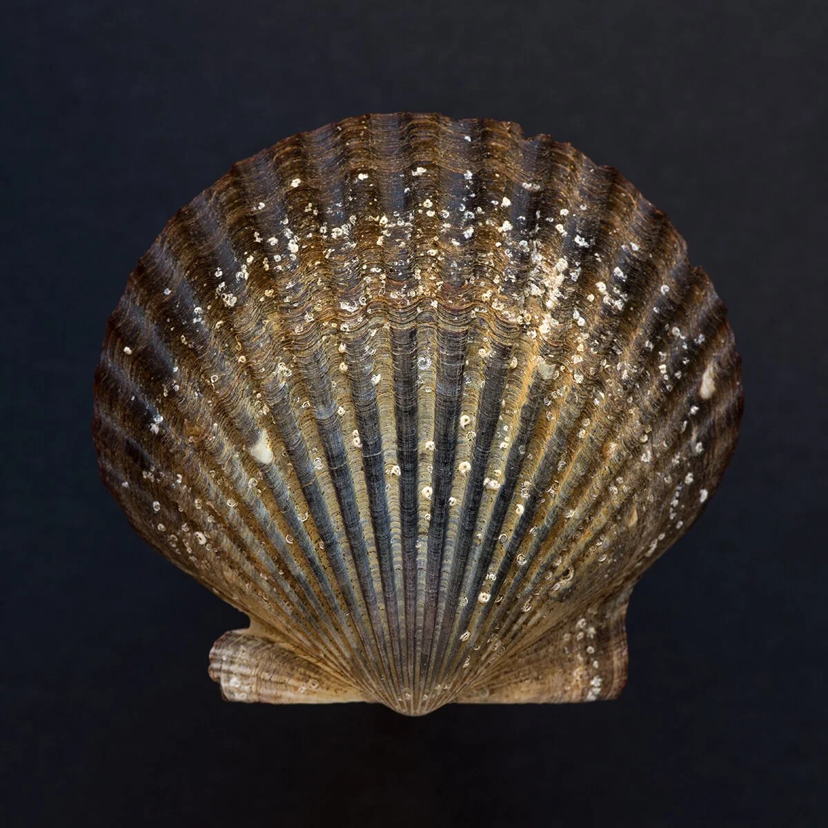 Scallop_Shell_0030.jpg
