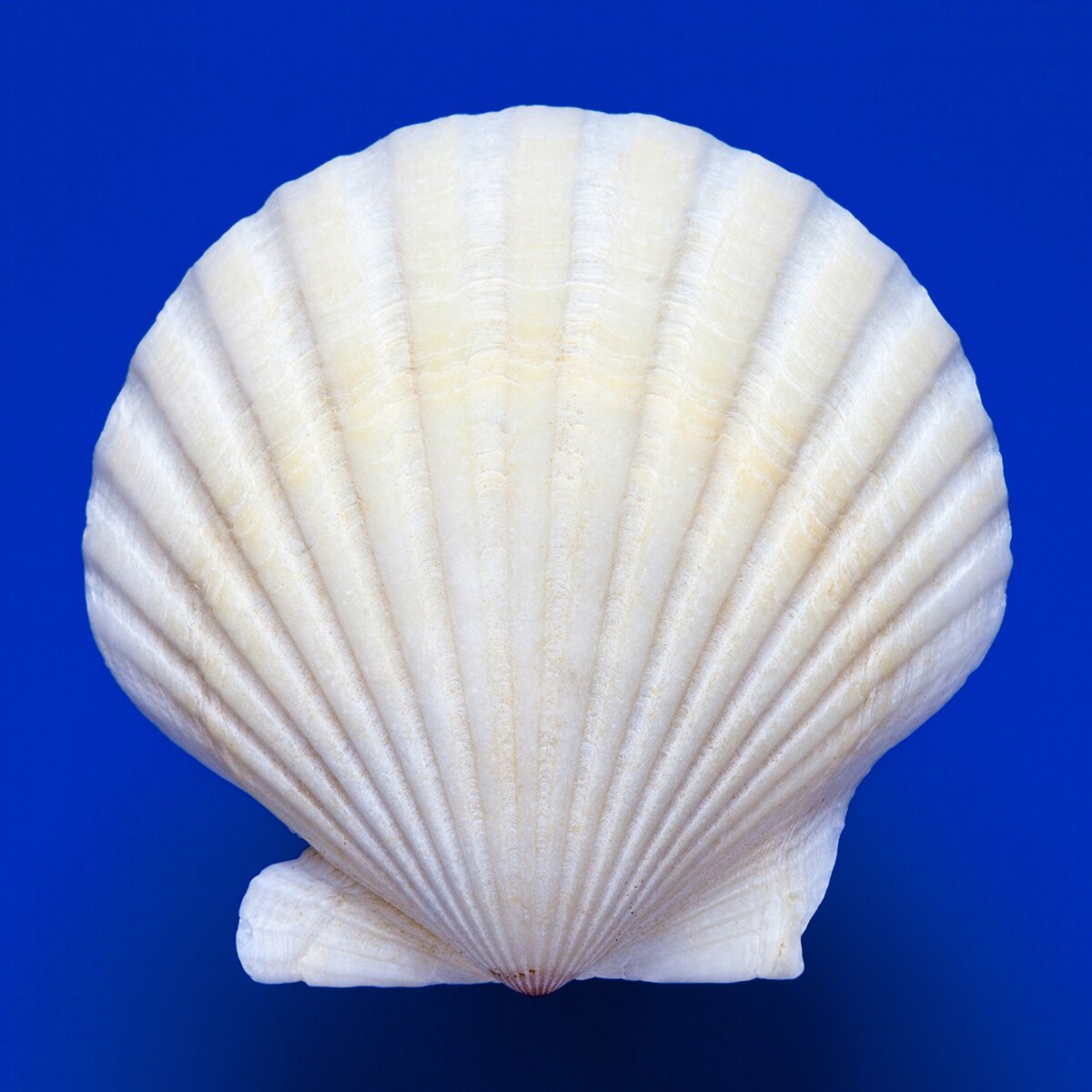 Scallop+Shell_2150_LR.jpg