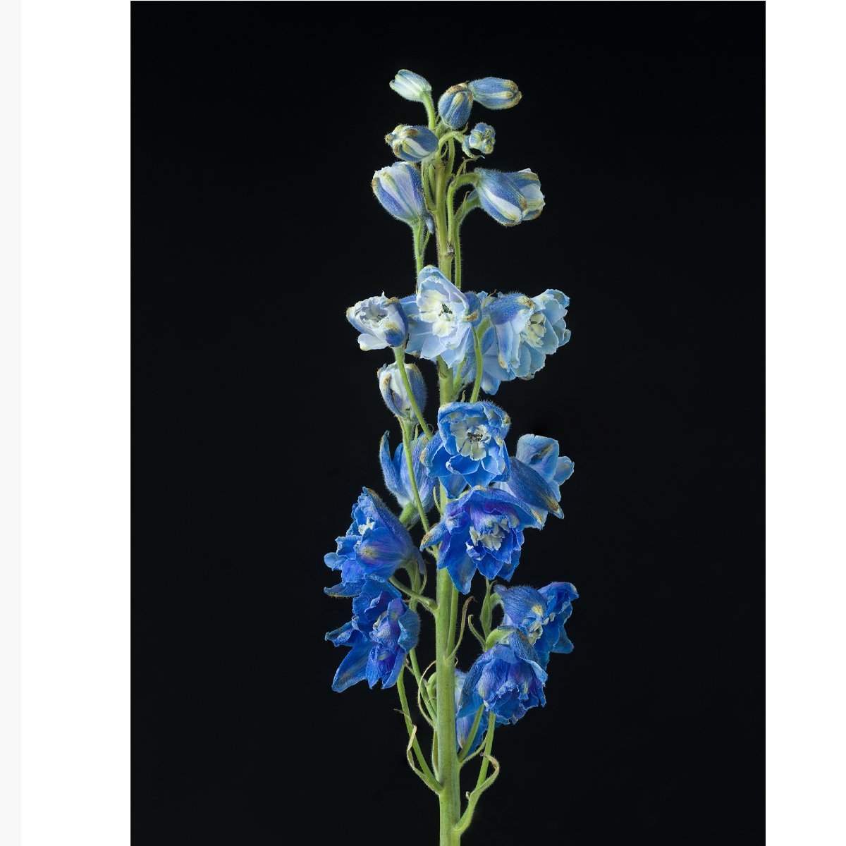 hazlegrove_delphinium_0002121.jpg