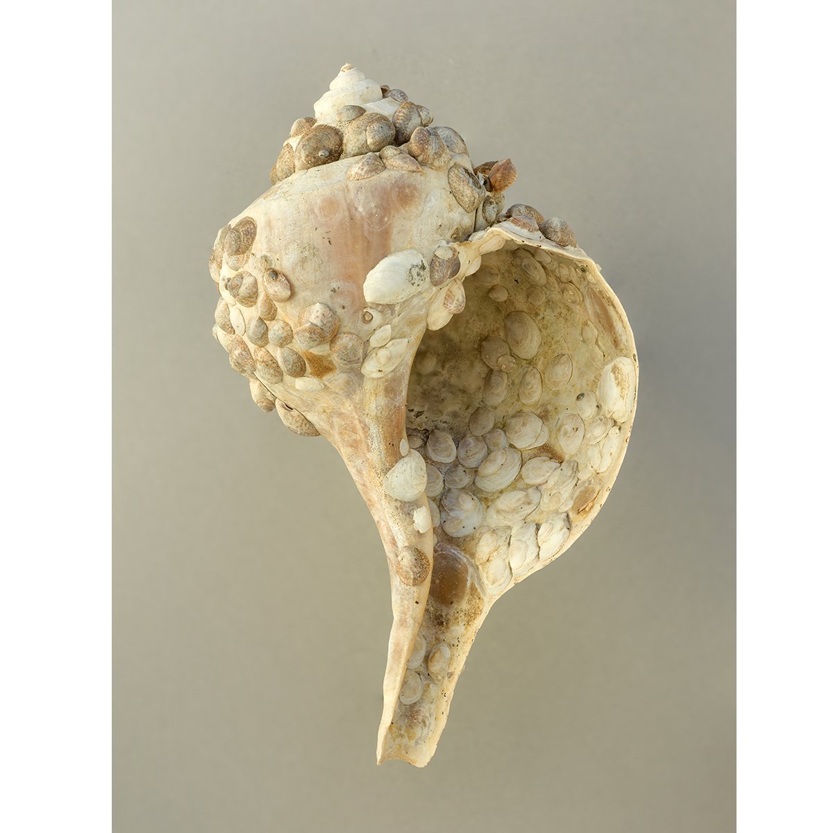 whelk_with_crustaceans_0044.jpg