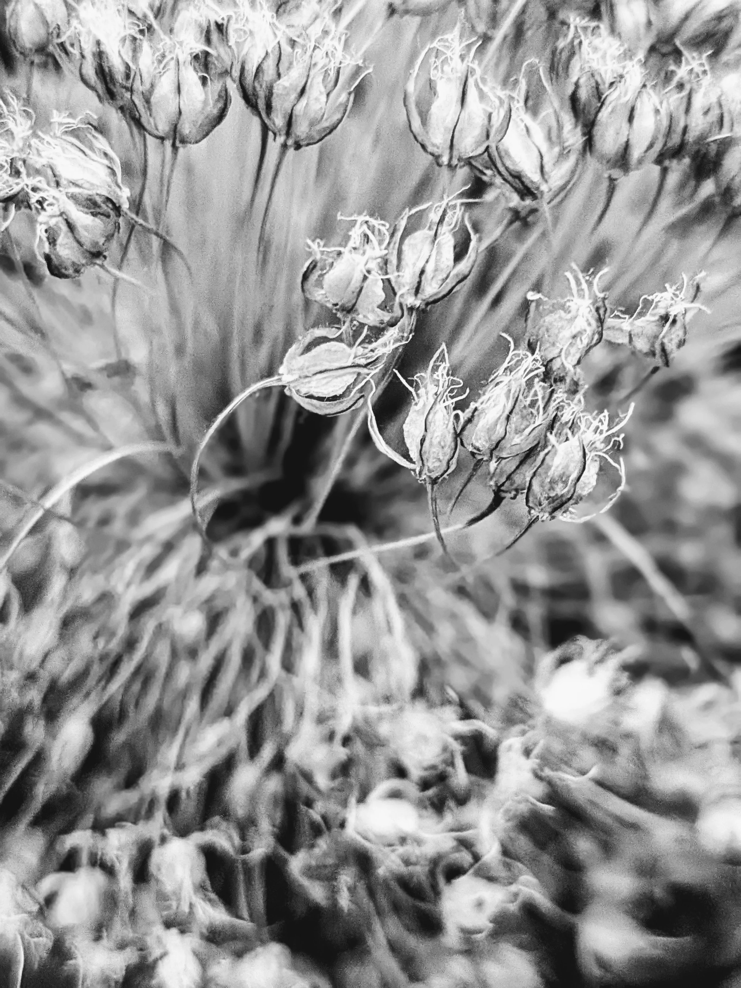 Close-up black and white photograph of dried plant seed pods and tangled stems.