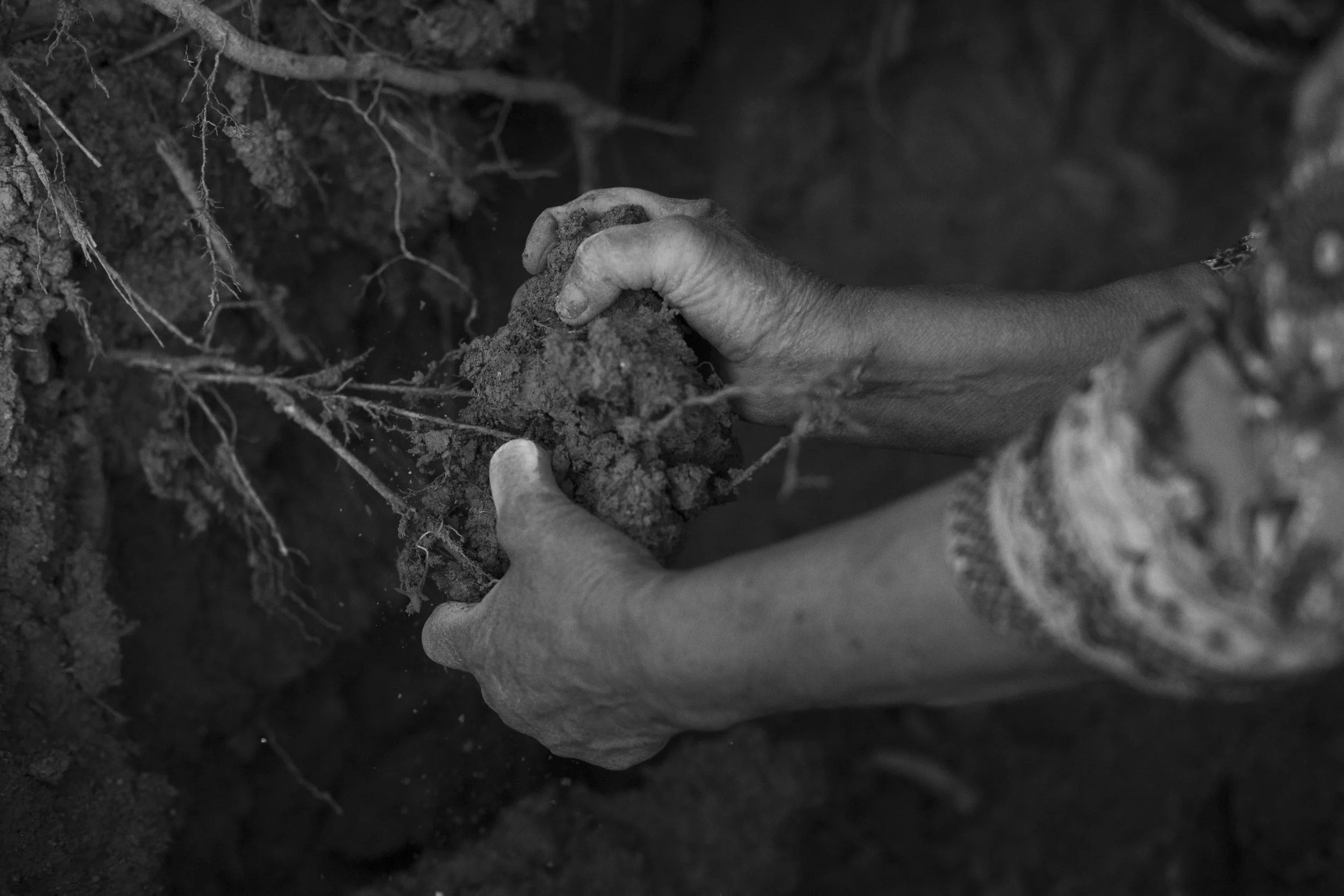 Mains extrayant de la terre
