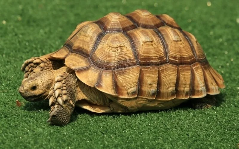 large brown tortoise walking on green grass.