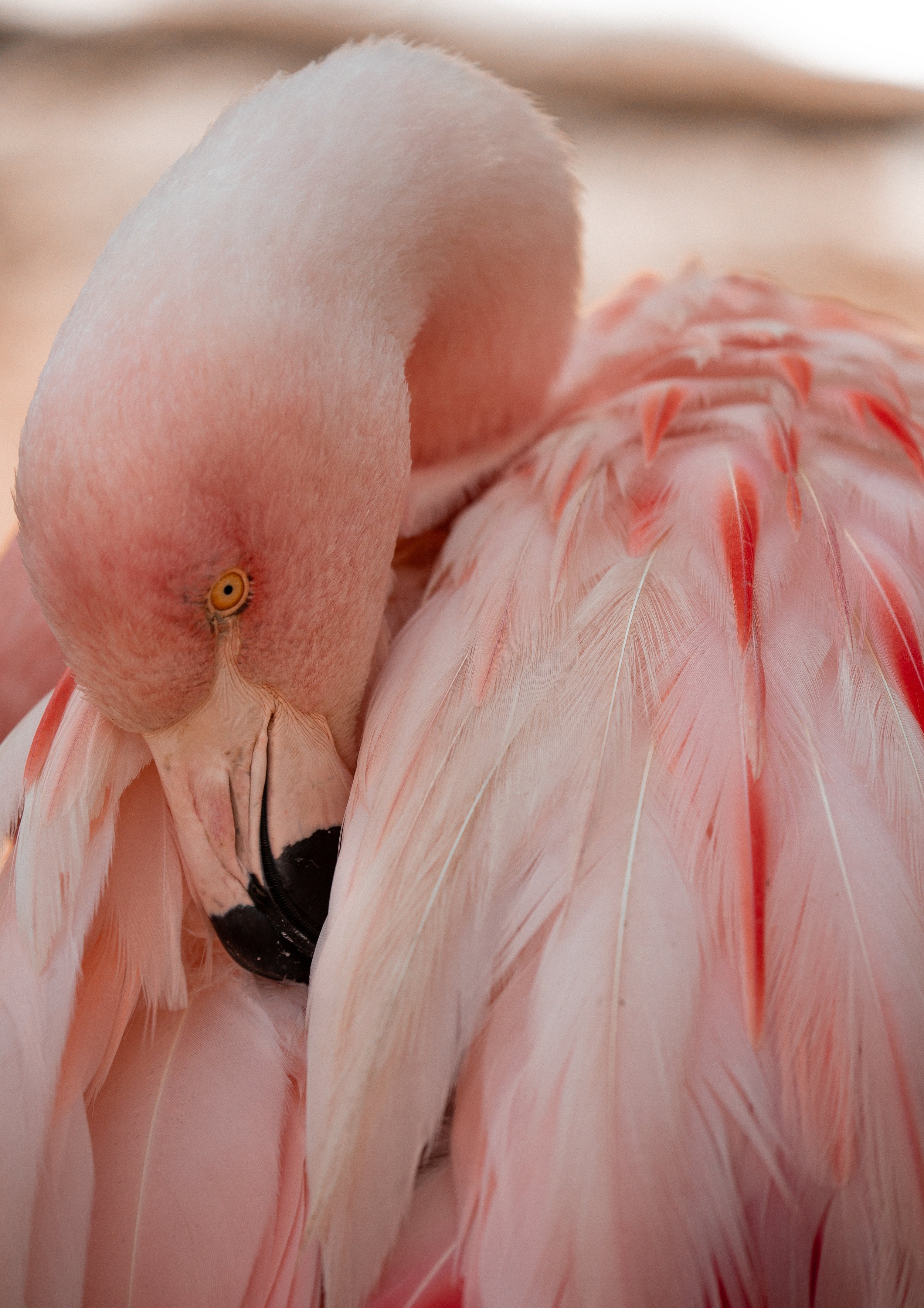 Santa Barbara Zoo 2023