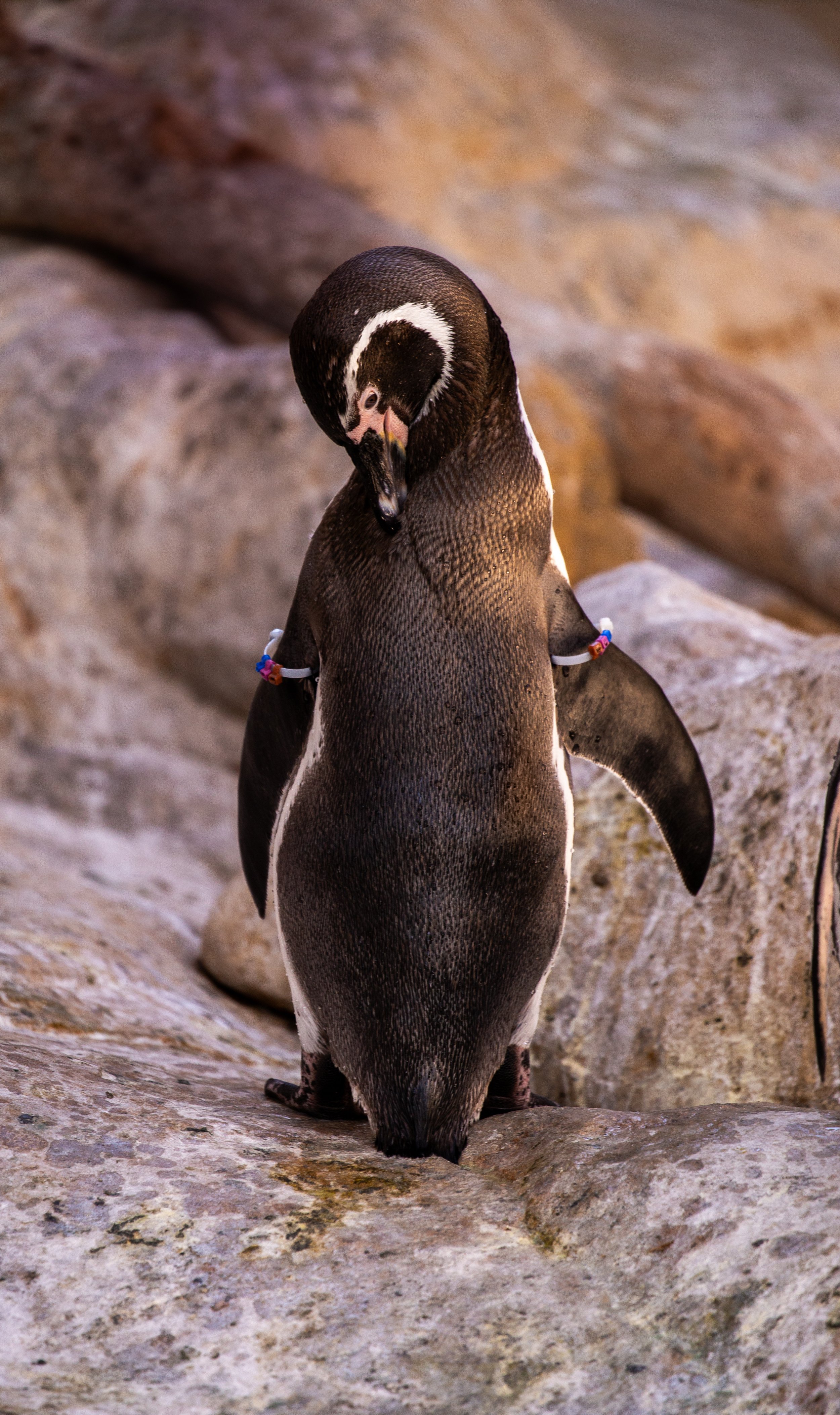 Santa Barbara Zoo 2023