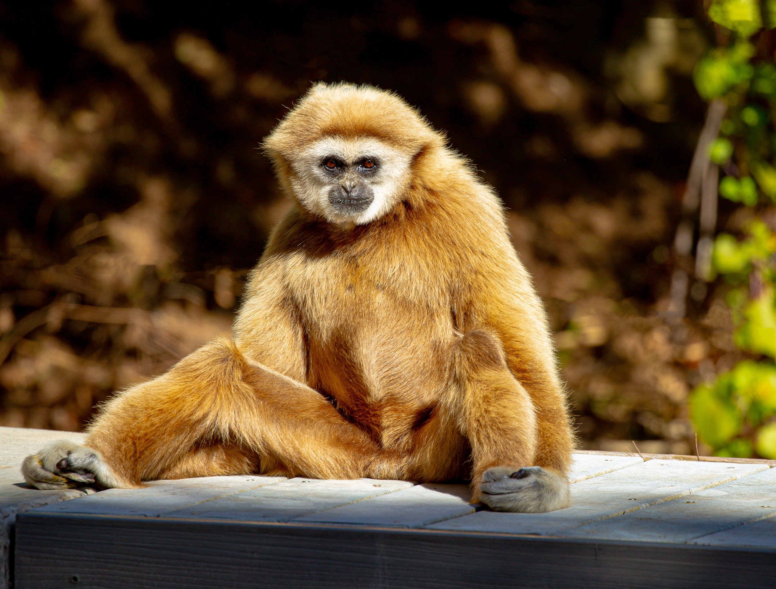 Santa Barbara Zoo 2023