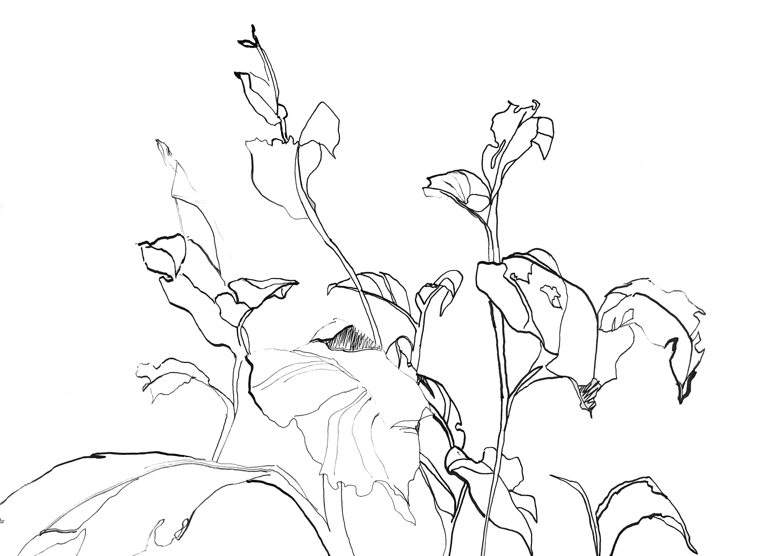 SS_SKETCHBOOK 20.jpg