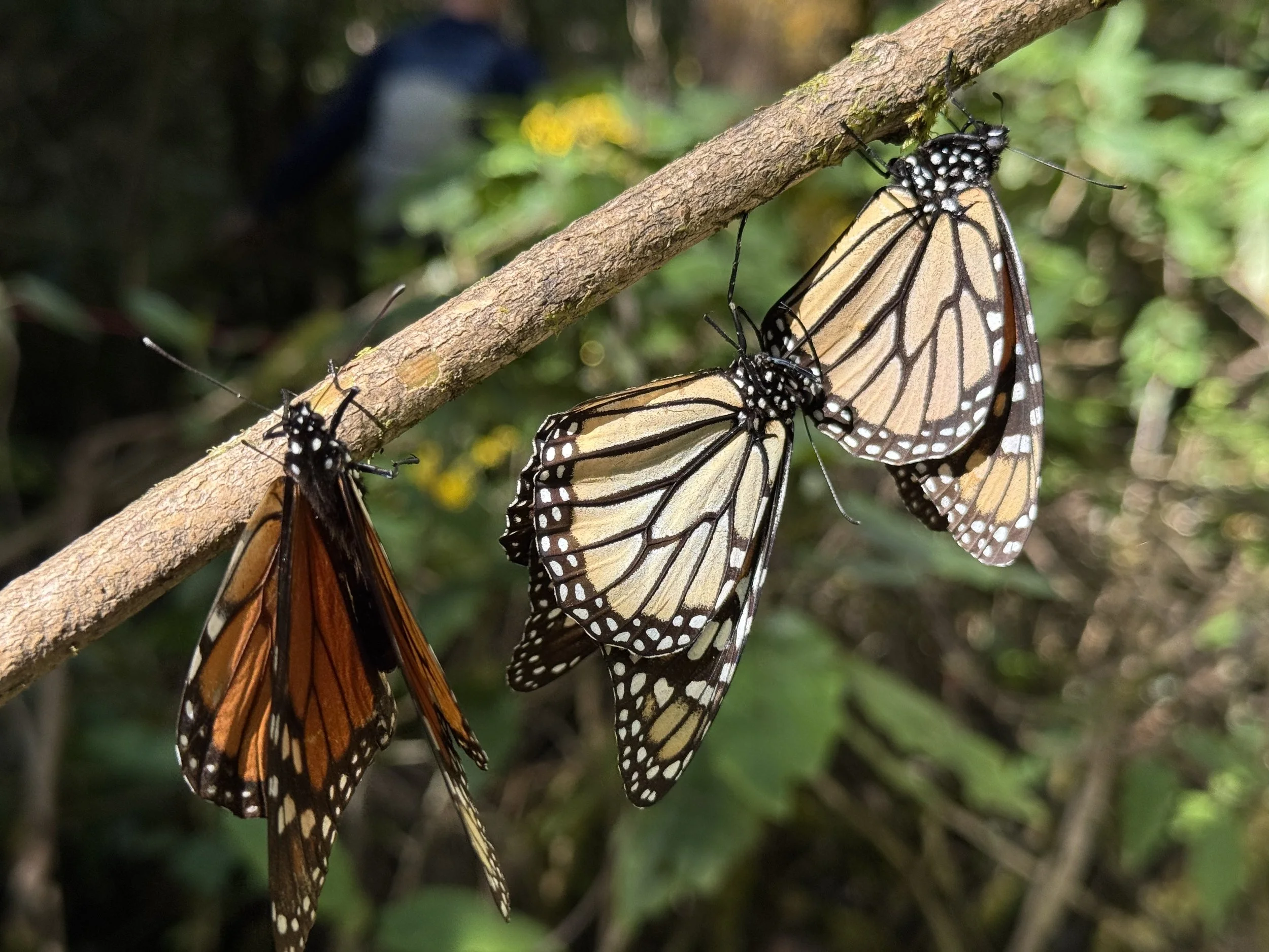 Becoming bug soup: learning from butterflies