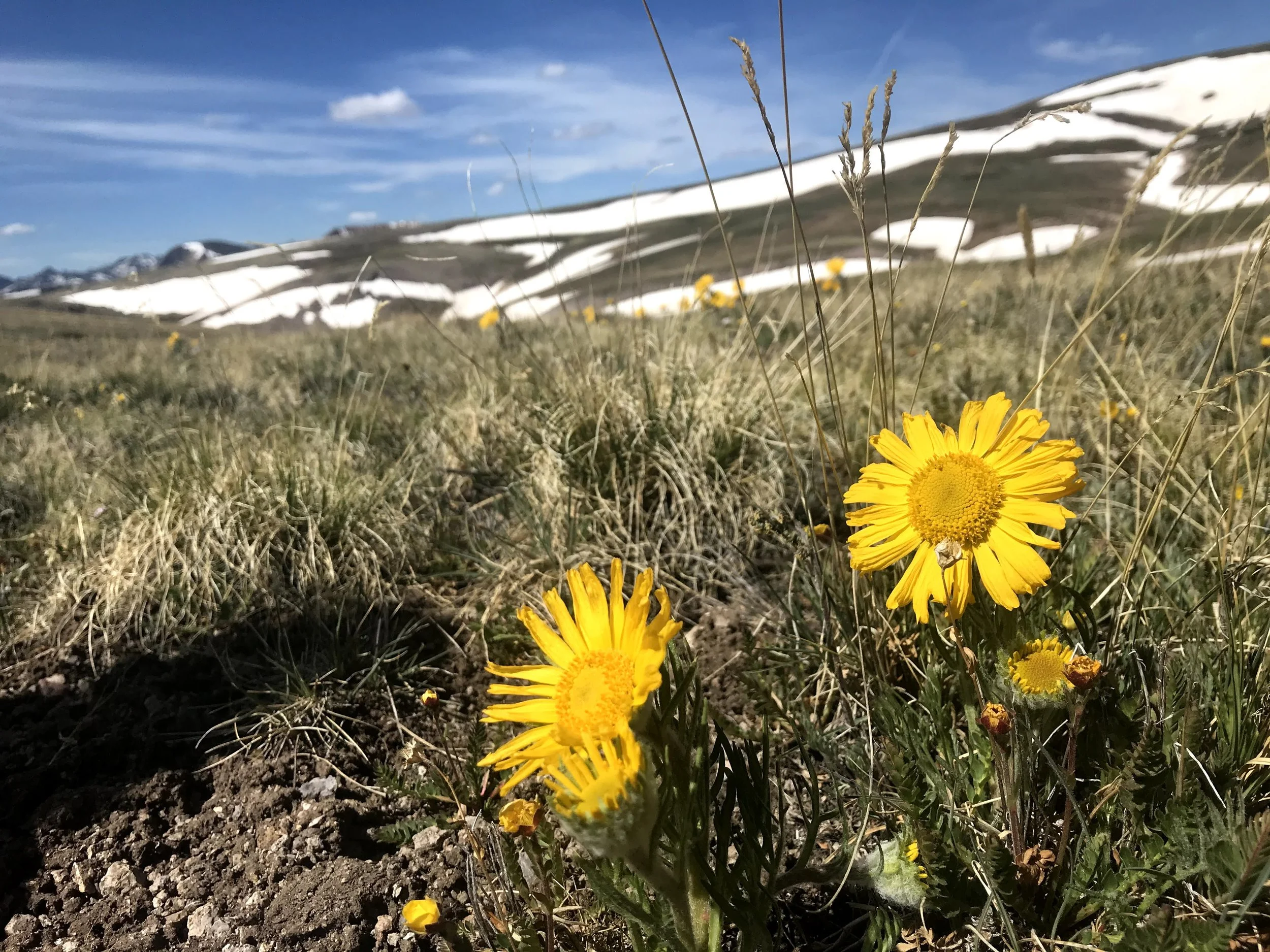 Summer Solstice: Relating to the Light