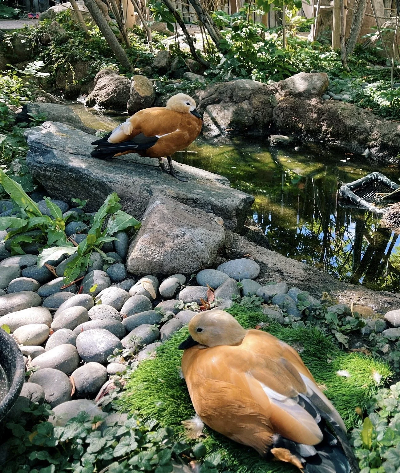 Early Bird - Tangible Self-Compassion Workshop