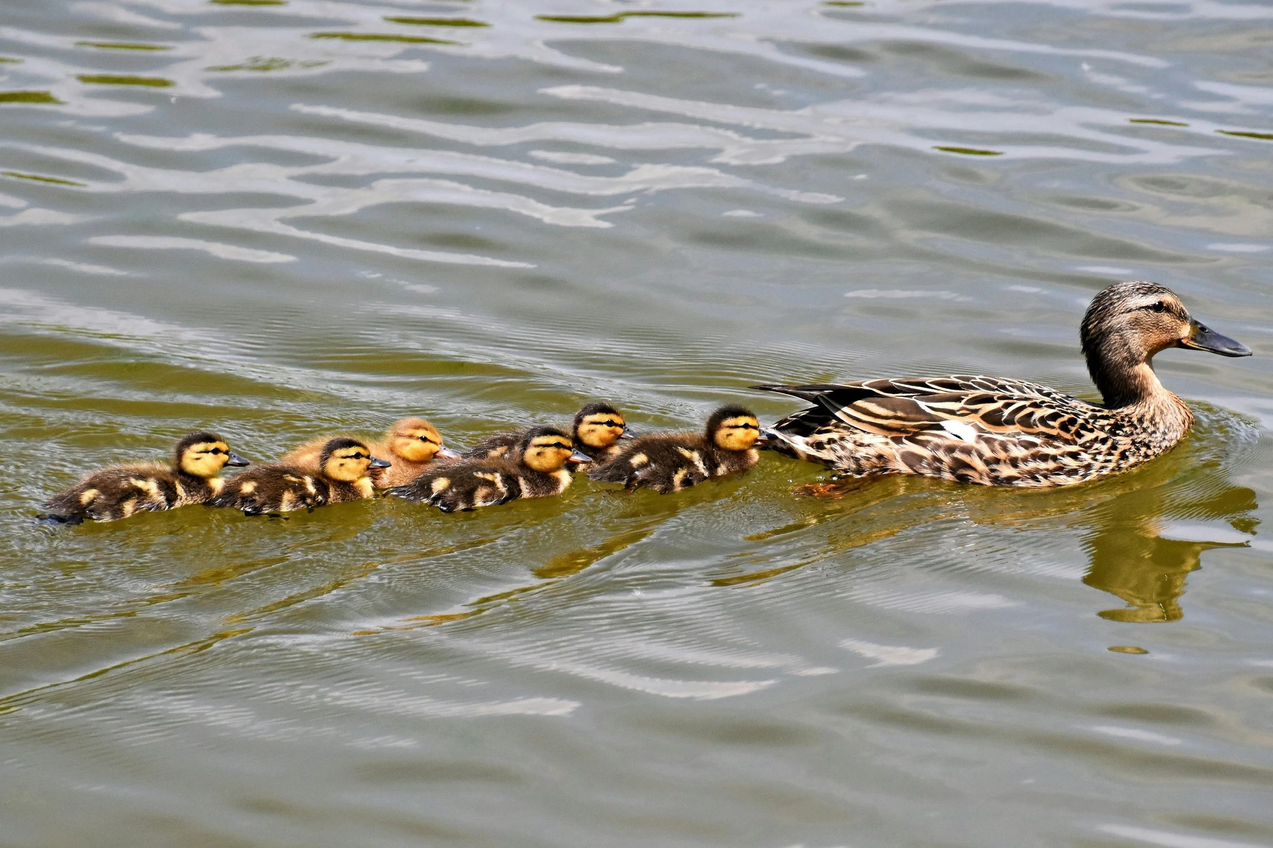 Eating disorder recovery role models.