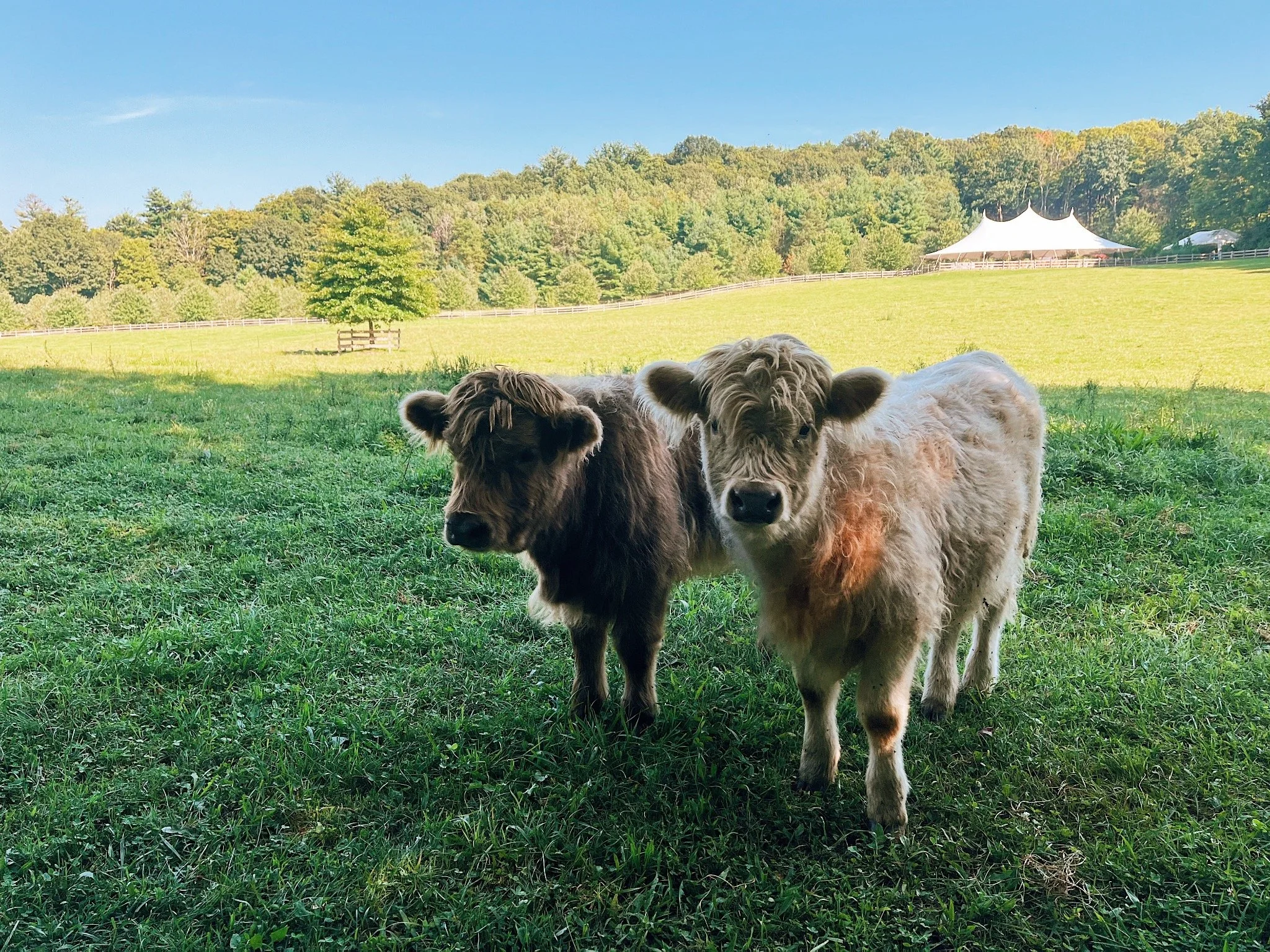 Friend-bring-friend - Tangible Self-Compassion Workshop