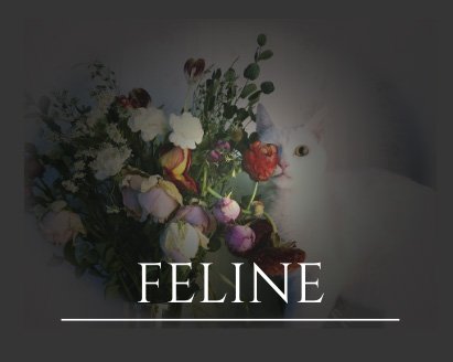 Feline