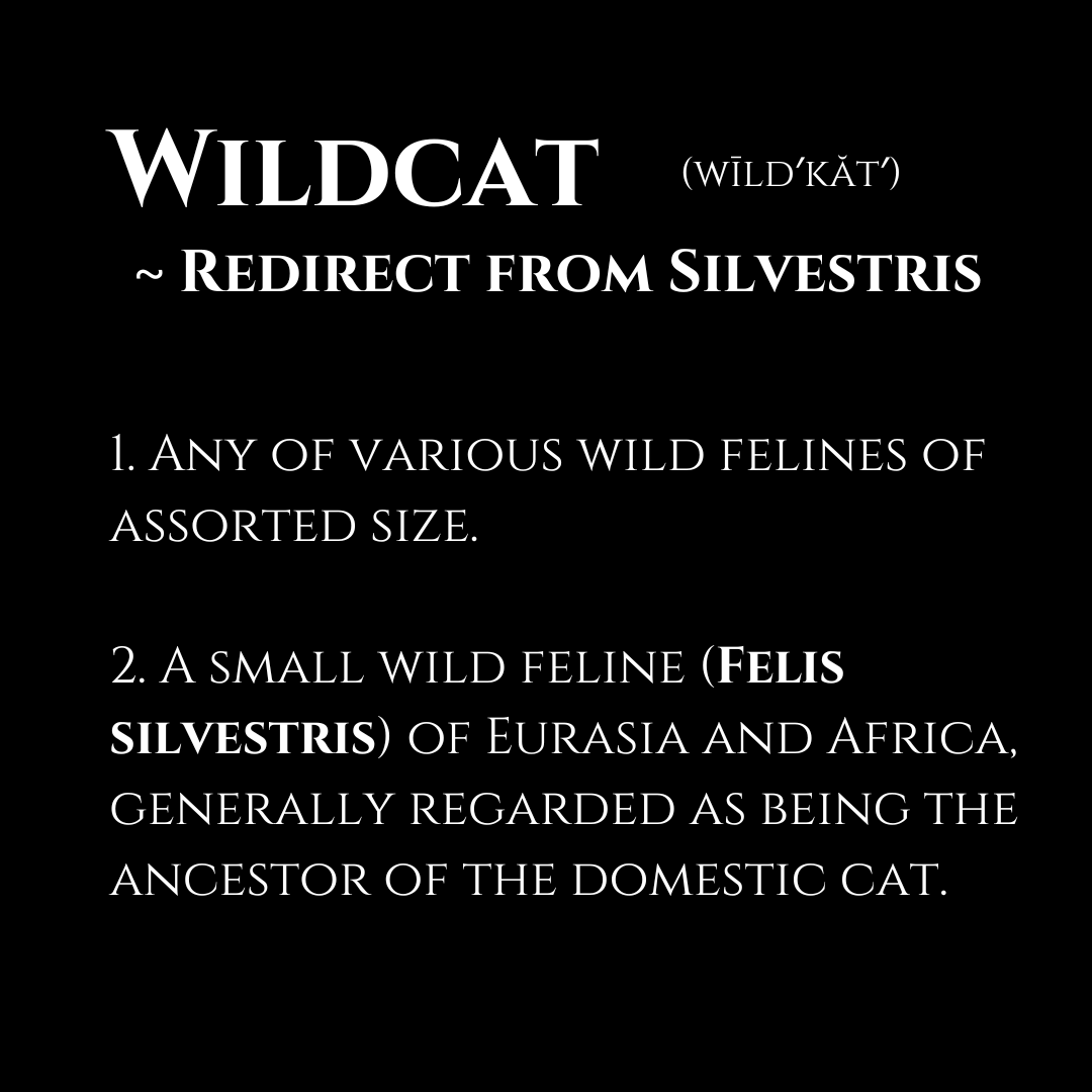 Silvestris Collection — Feline