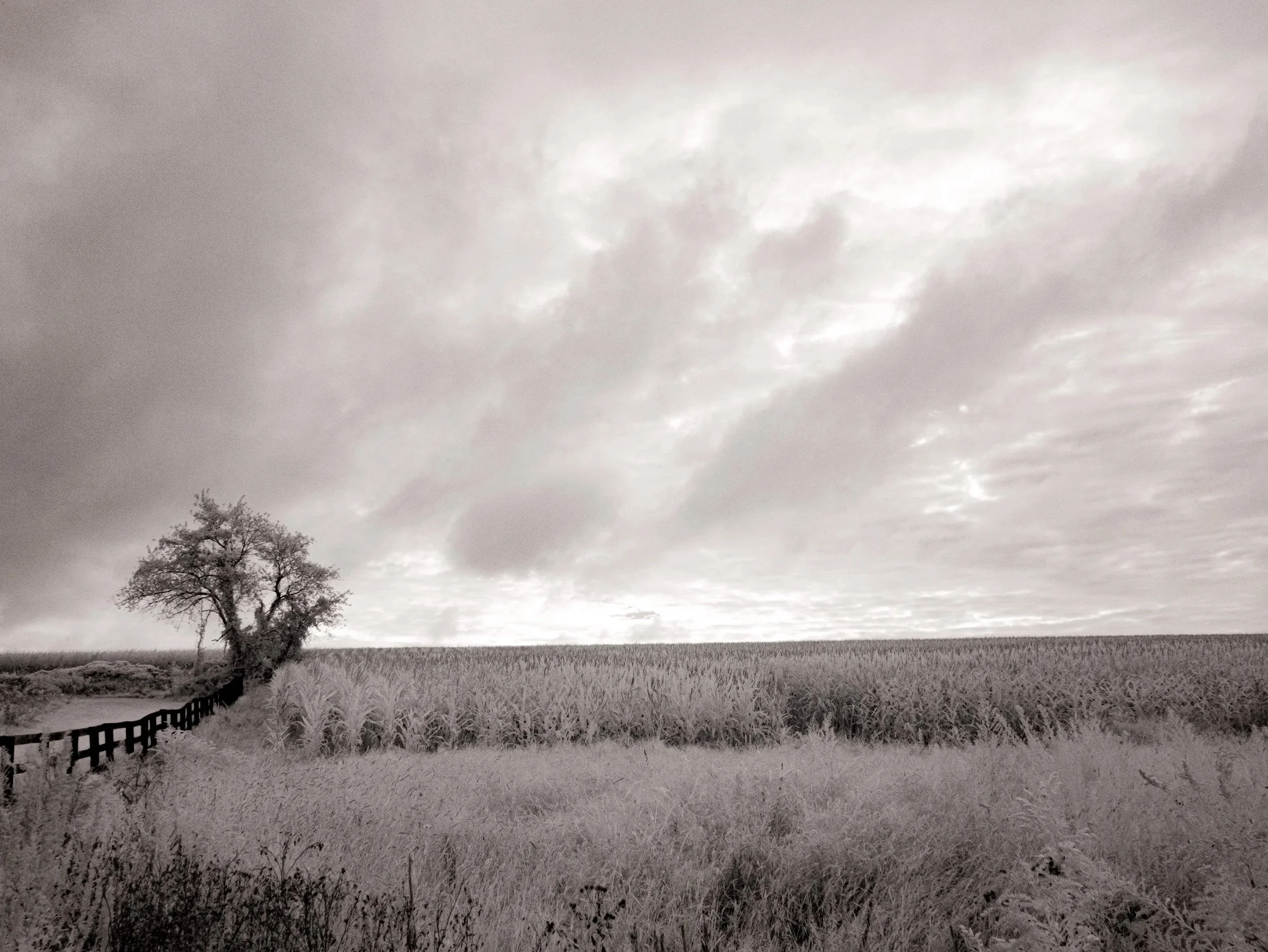 Winchell Mountain Cornfield