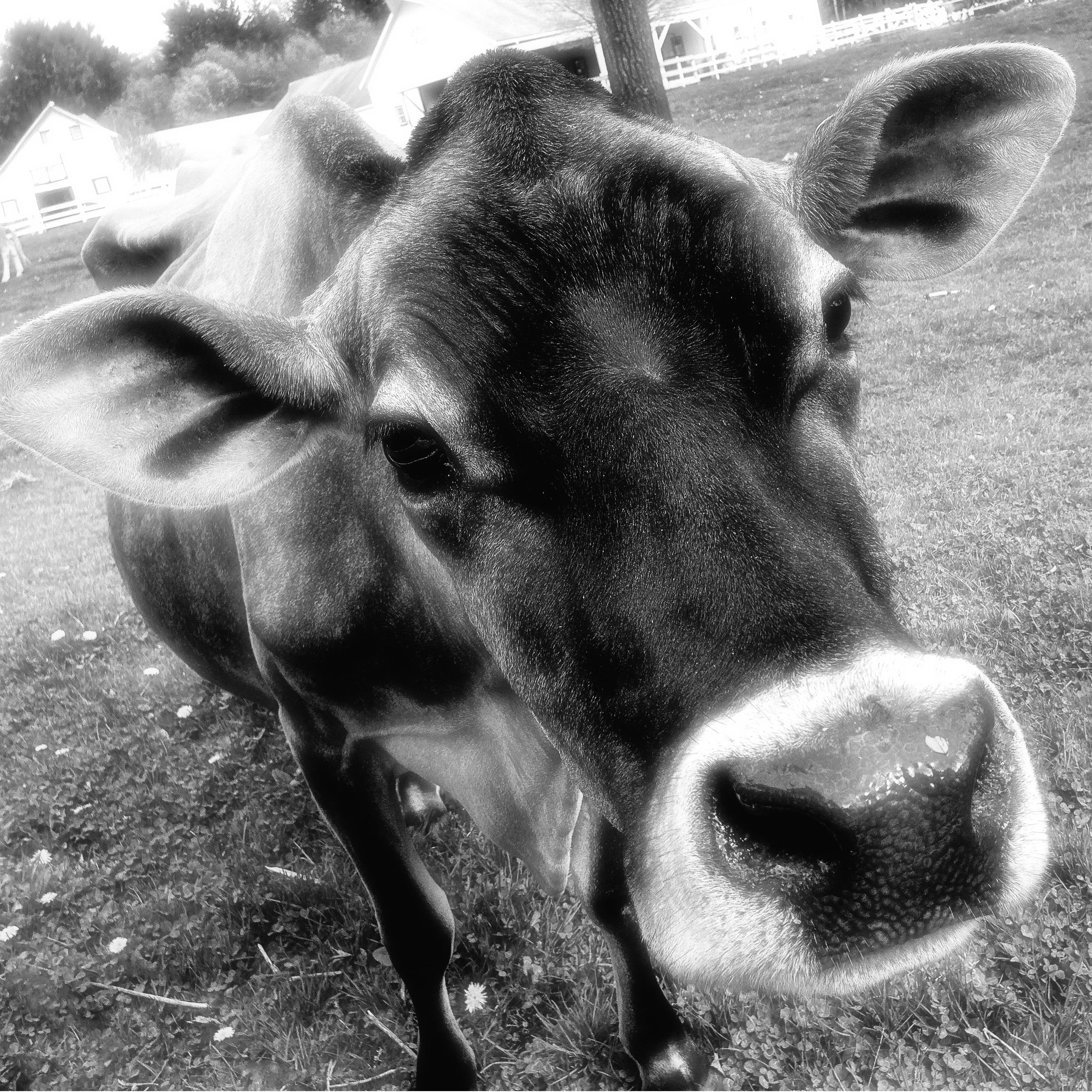 Velvet Brown Swiss Brown Cow, Arethusa Farm