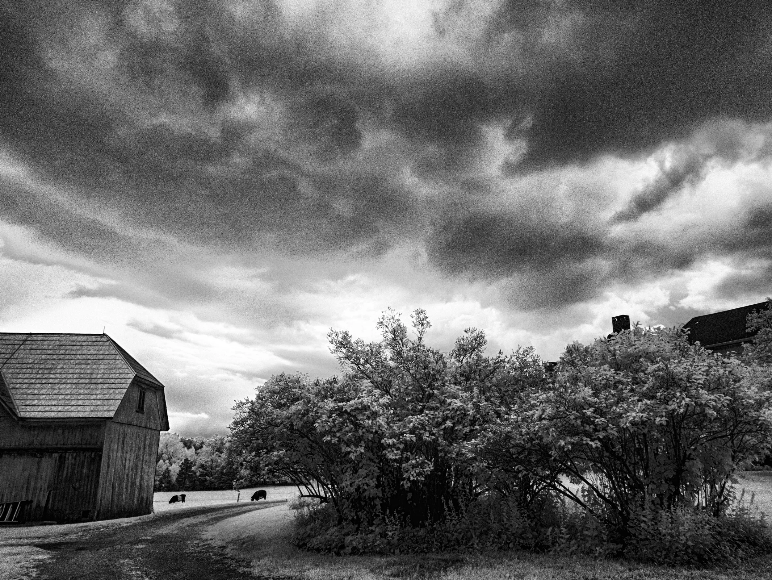 Hovering Cloud, Kellogg Road Farm, July 3, 2025