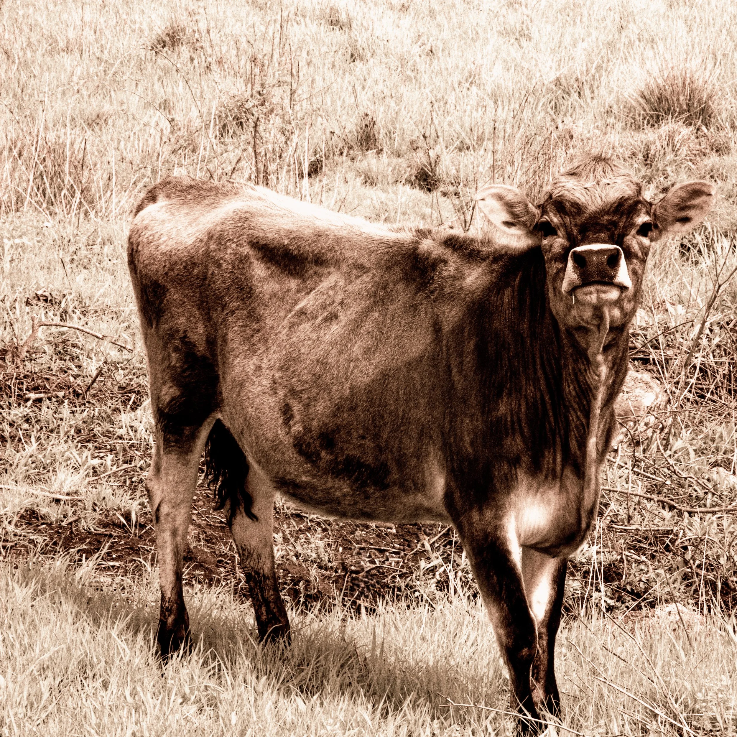 Sassy Cow, Rabbit Hill Road