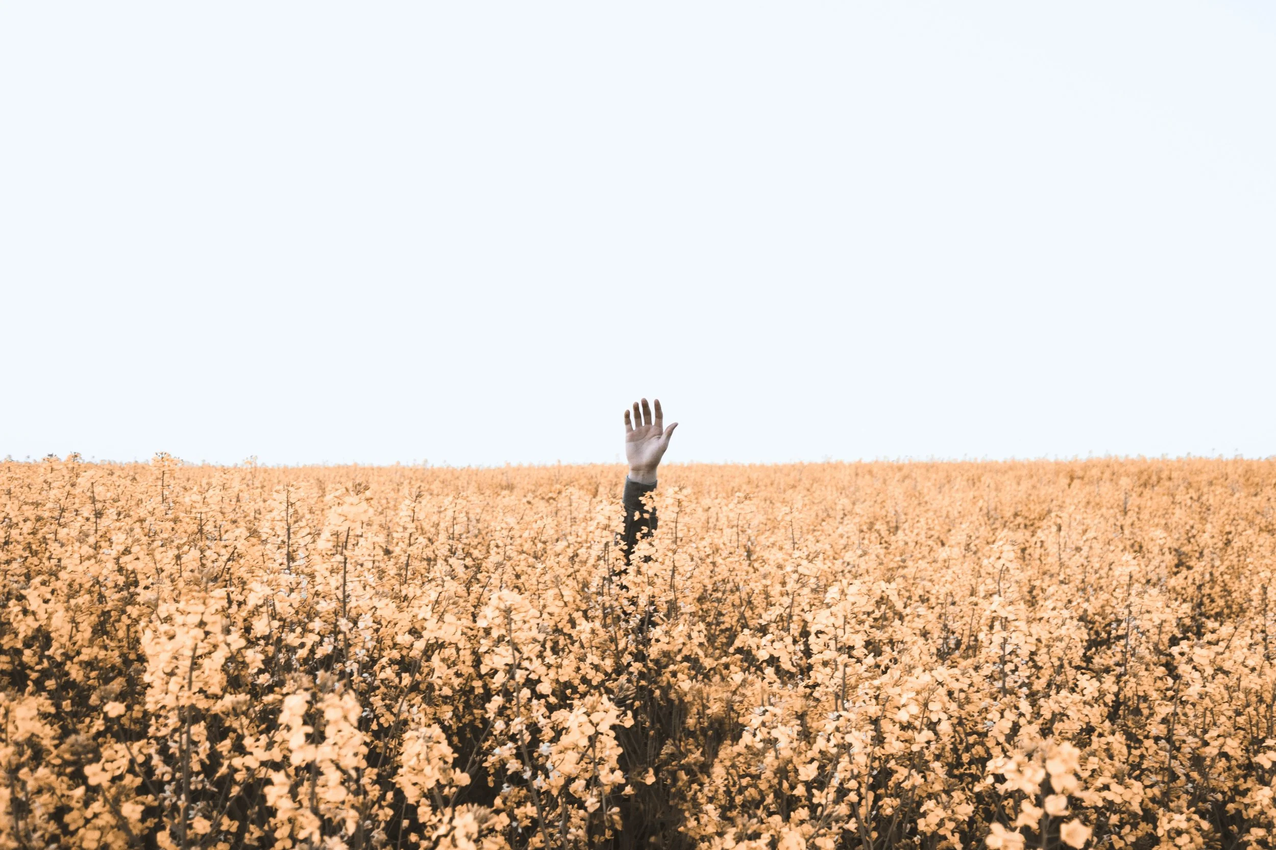 Image of a hand rising from a field of flowers, asking for help