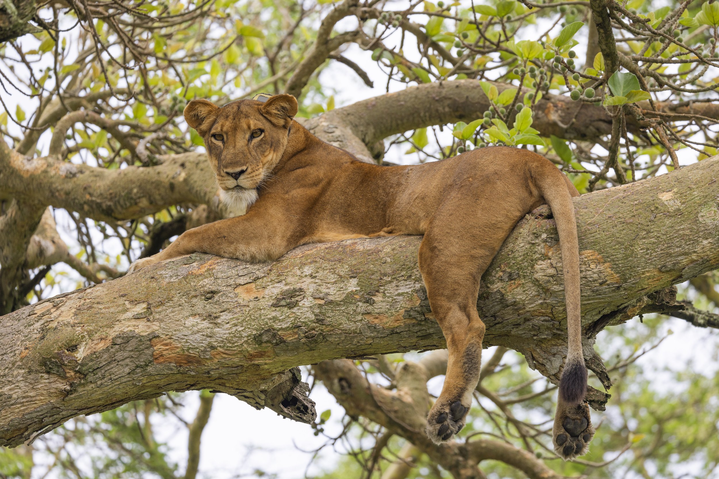 Lion, Queen Elizabeth National Park