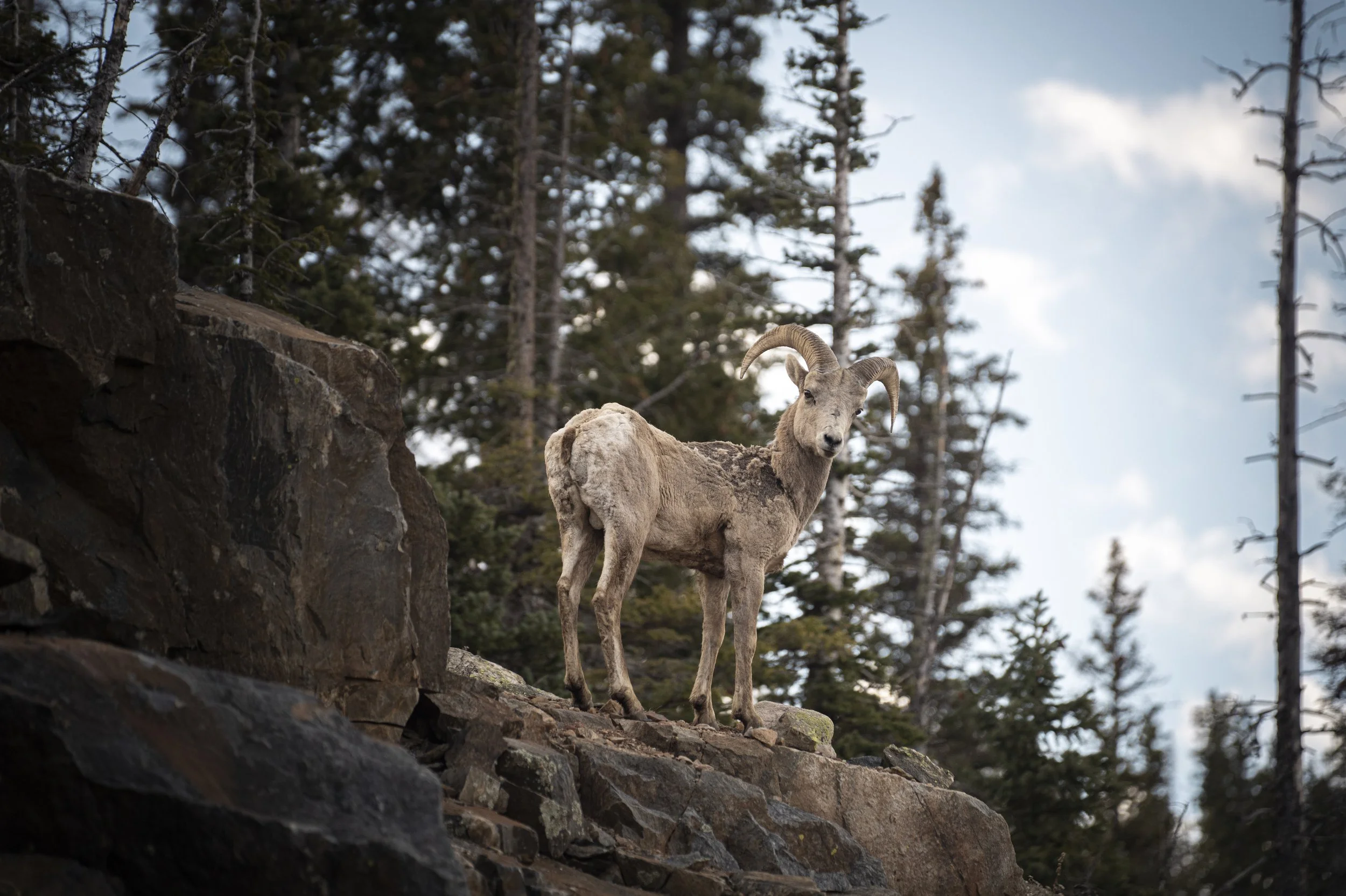 Colorado Wildlife.jpg