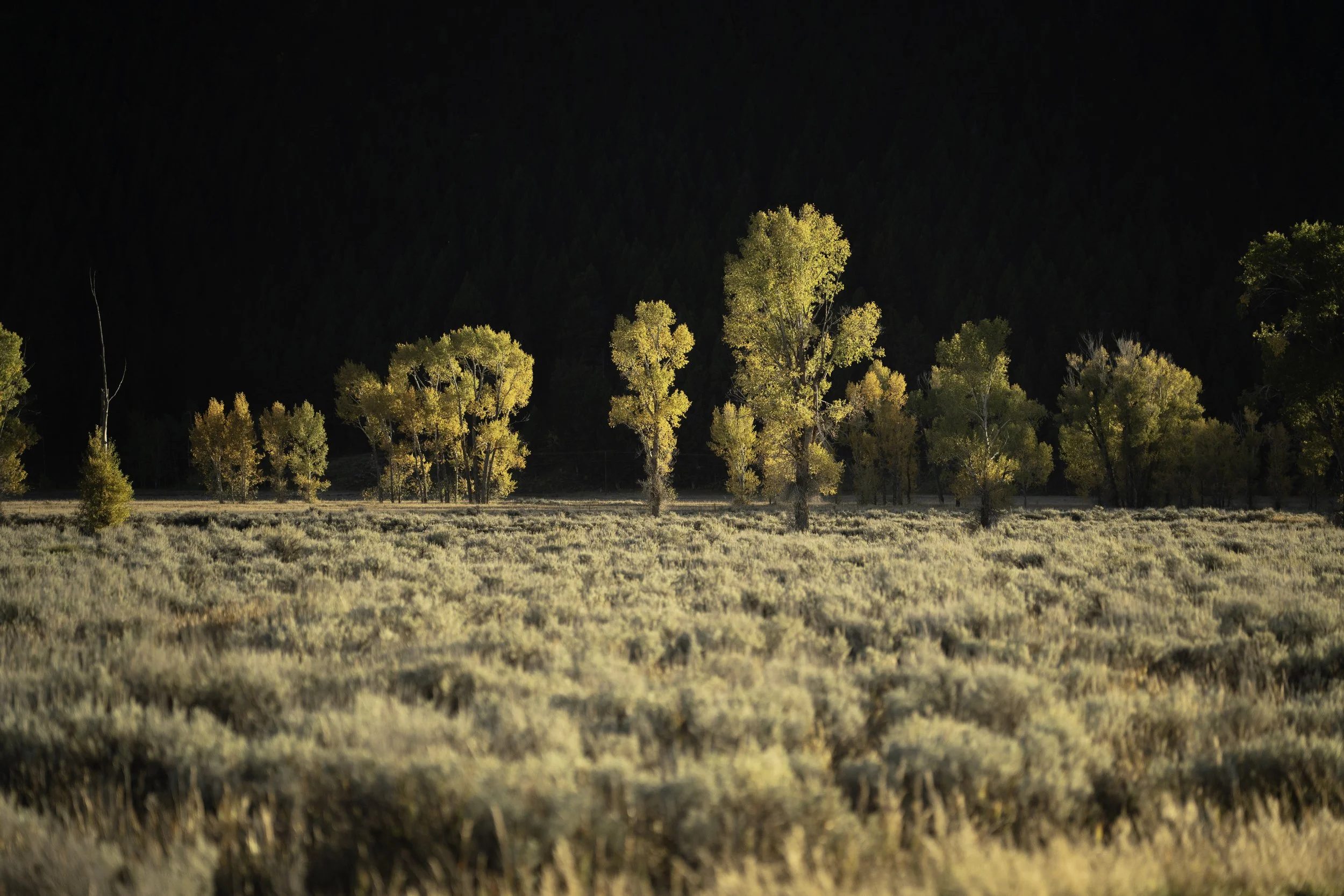 Teton Valley Trees.jpg