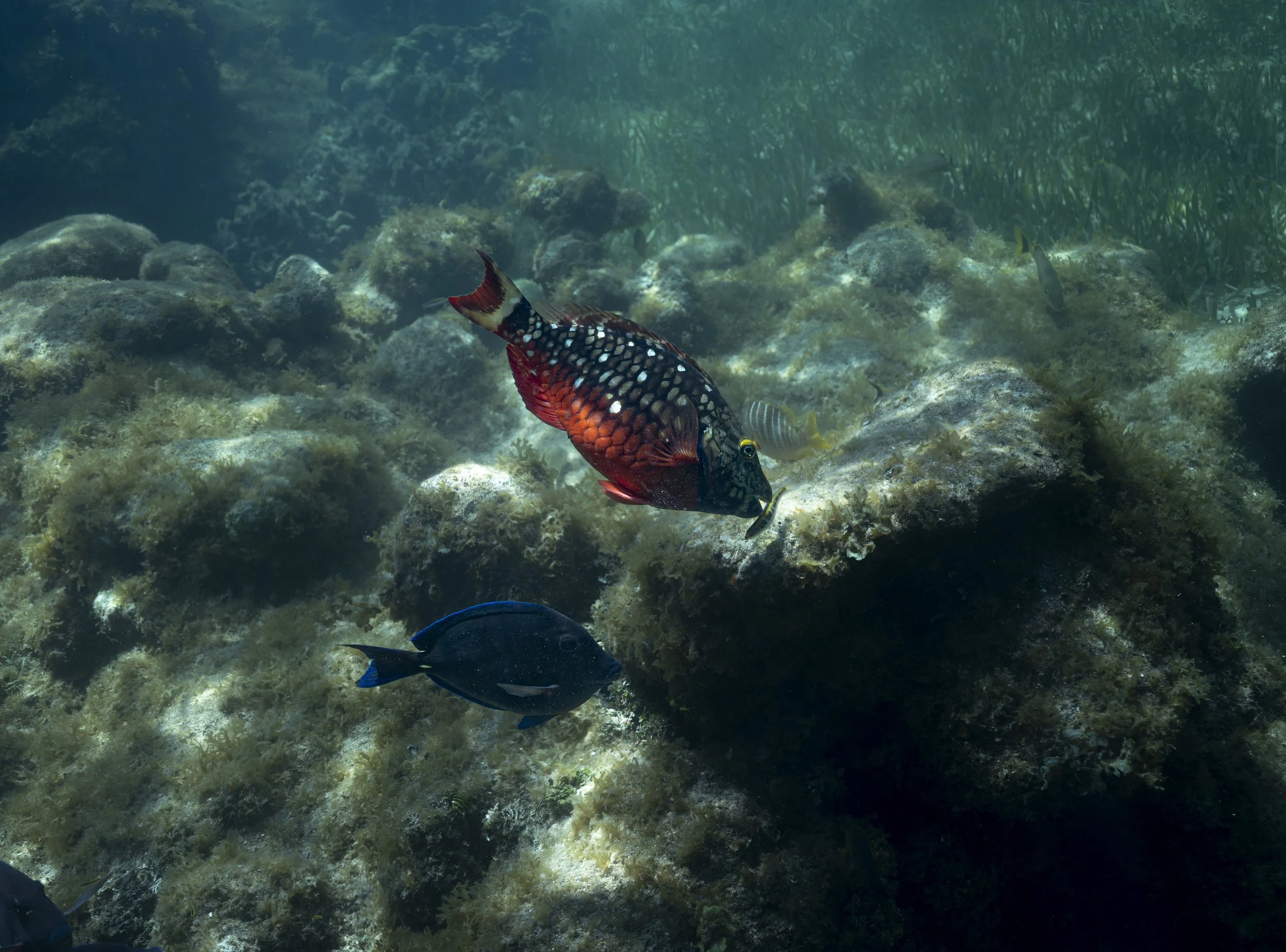 lake powell_ssmolla-3.jpg