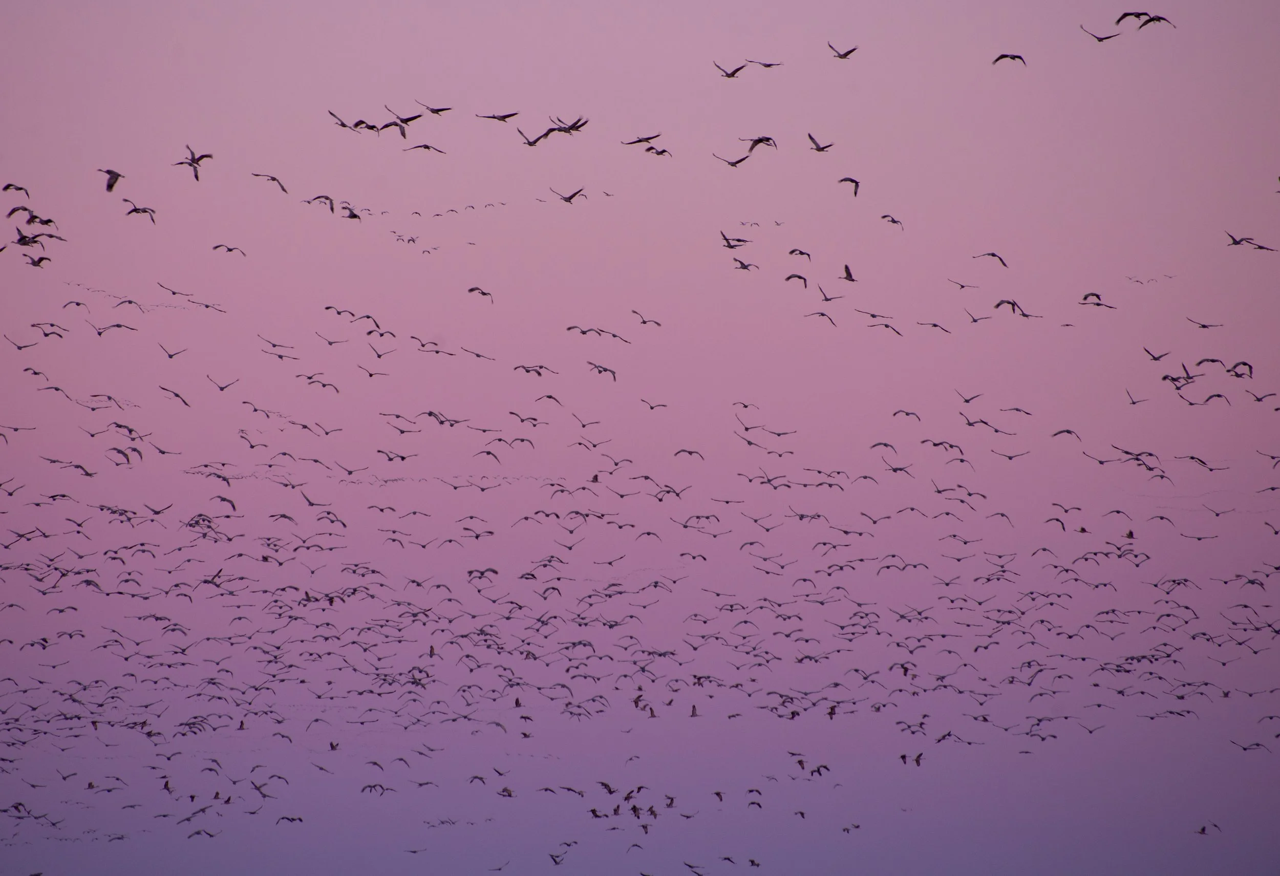 Sandhill Cranes Nebraska2_2018_Sydney Smolla.JPG