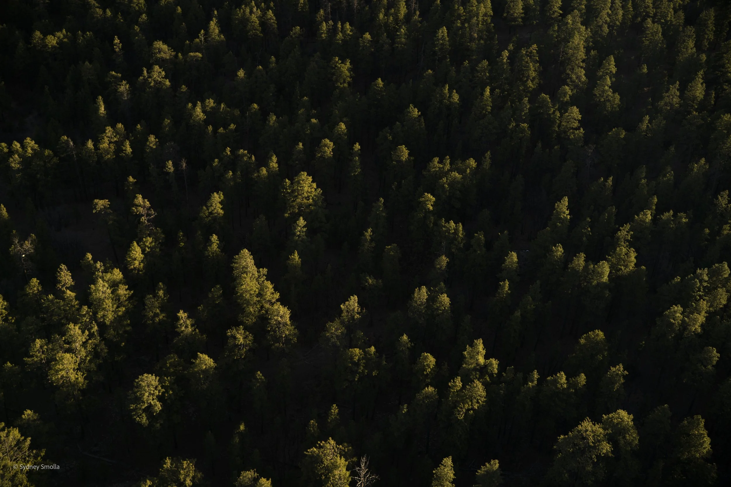 Image of trees on Navajo Nation from a helicopter