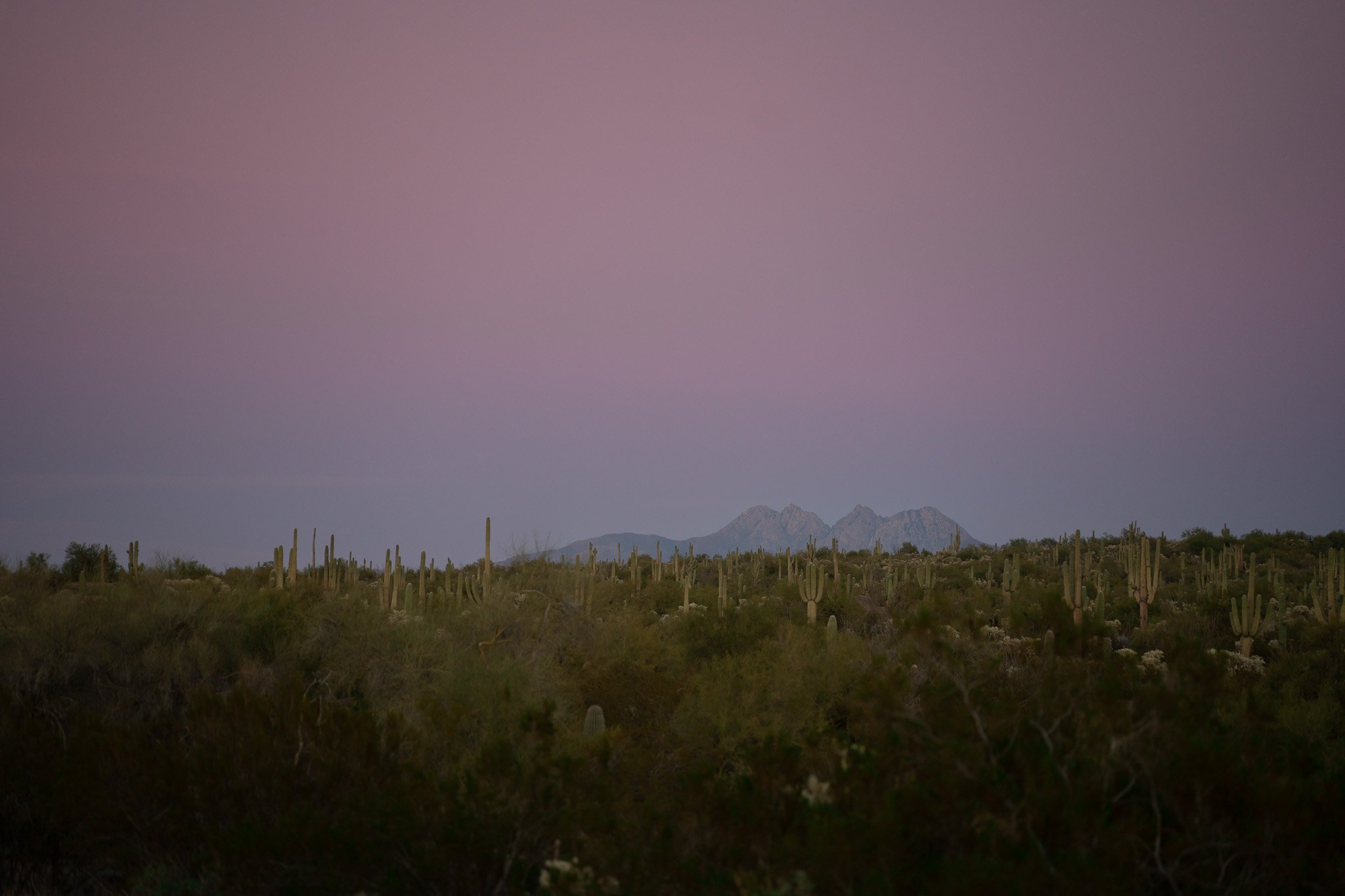 _DSC7391.jpg
