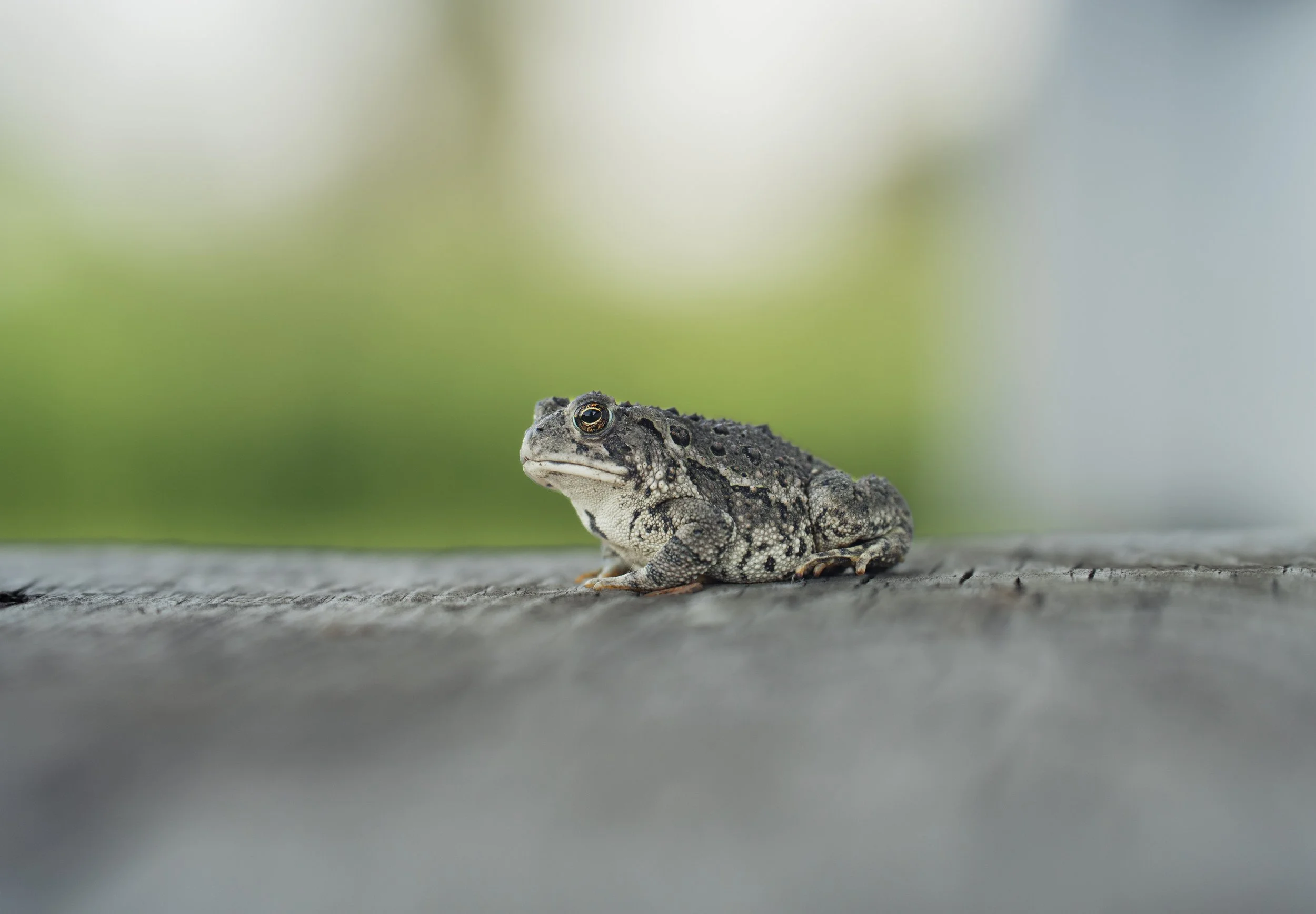 Nebraska Wildlife.jpg