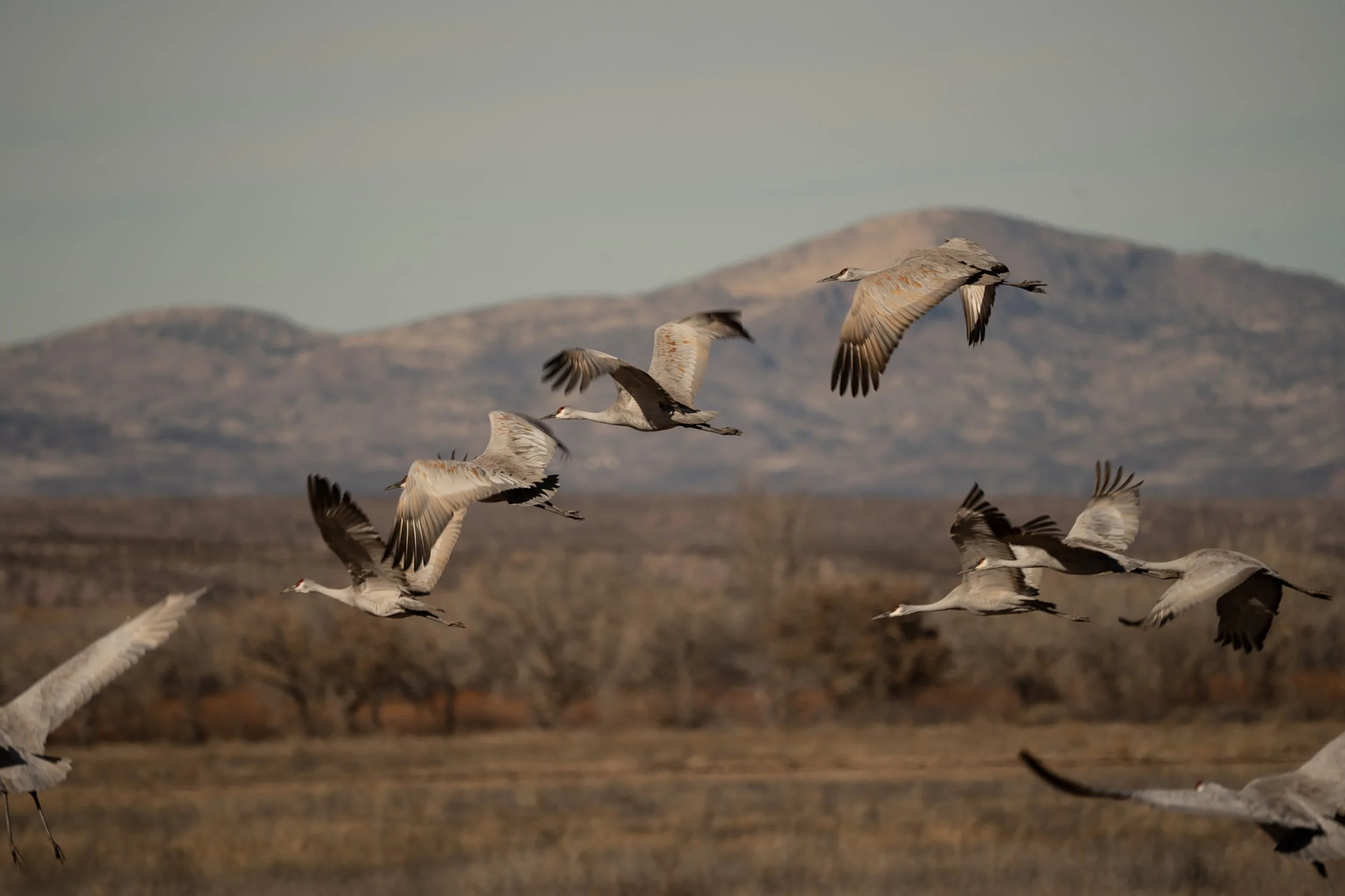 Sandhill Cranes Bosque Del Apache 2023_Sydney Smolla.jpg