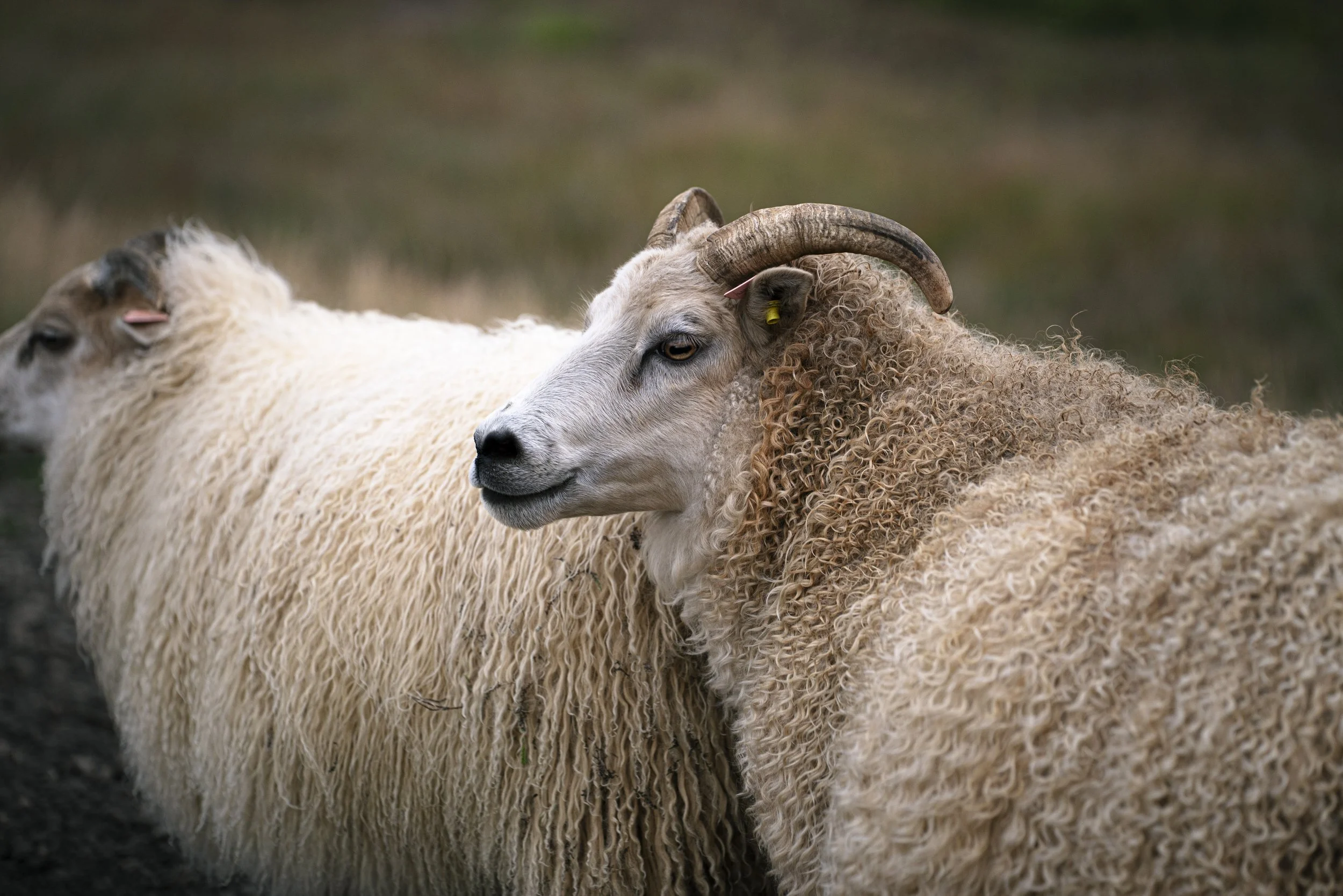 Icelandic Sheep.jpg