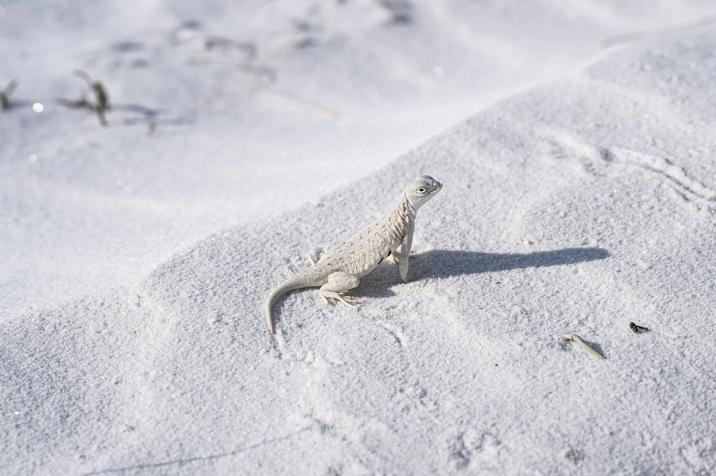 Snow Lizzard.jpg