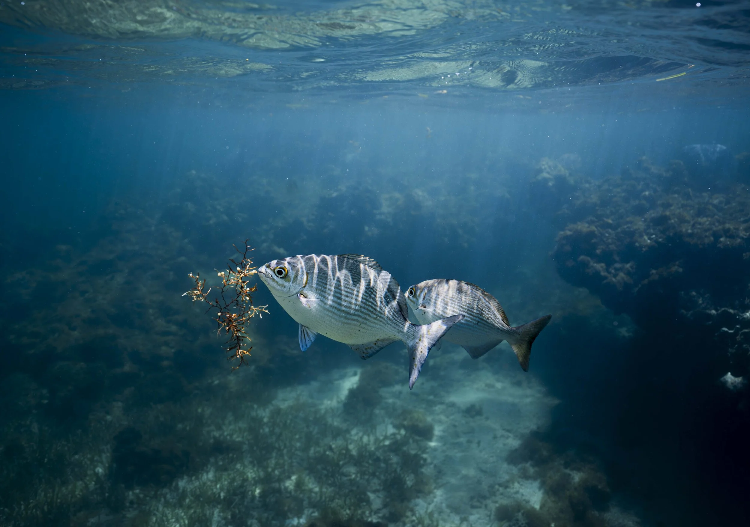 Image of silver fish near the surface in the ocean eating sea vegetation