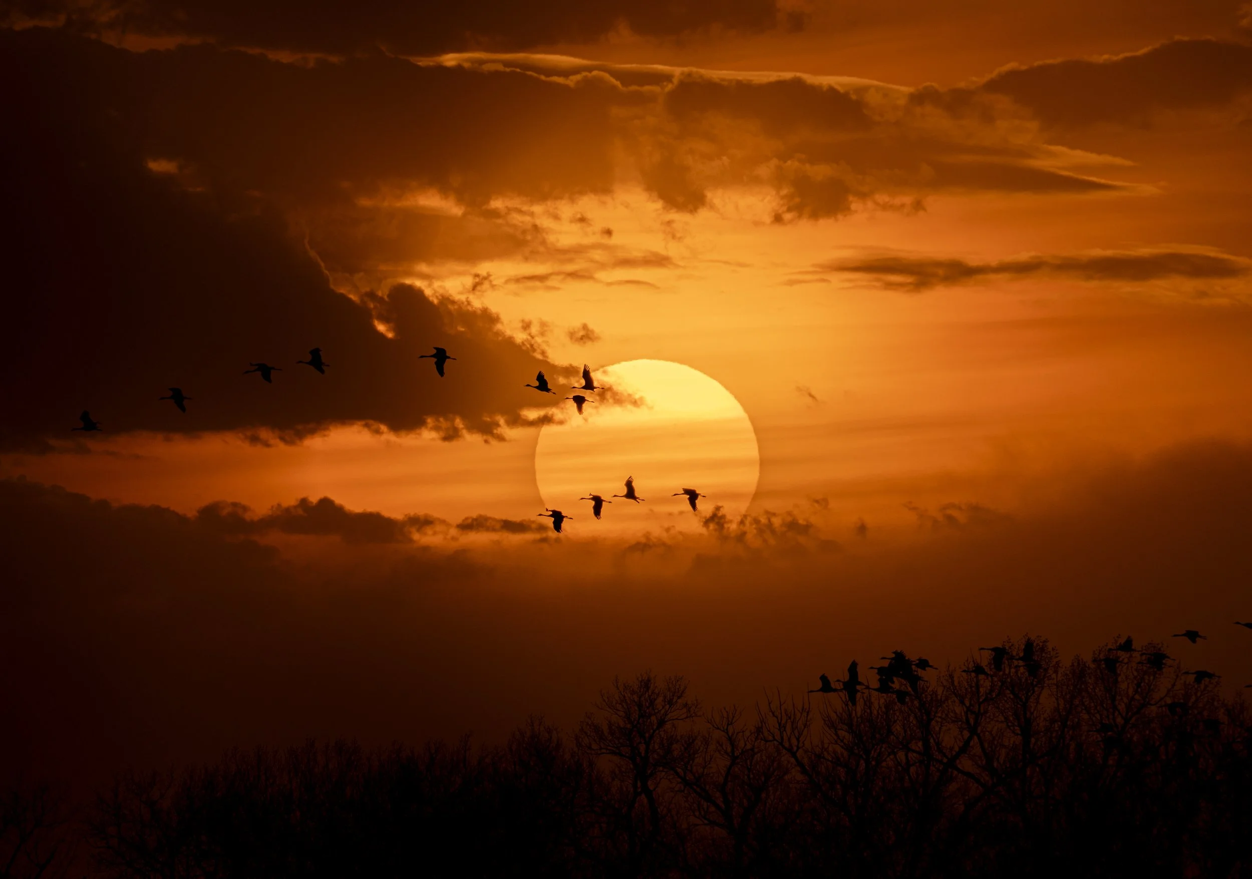 Nebraska Sandhill cranes_2025_Sydney Smolla.jpg