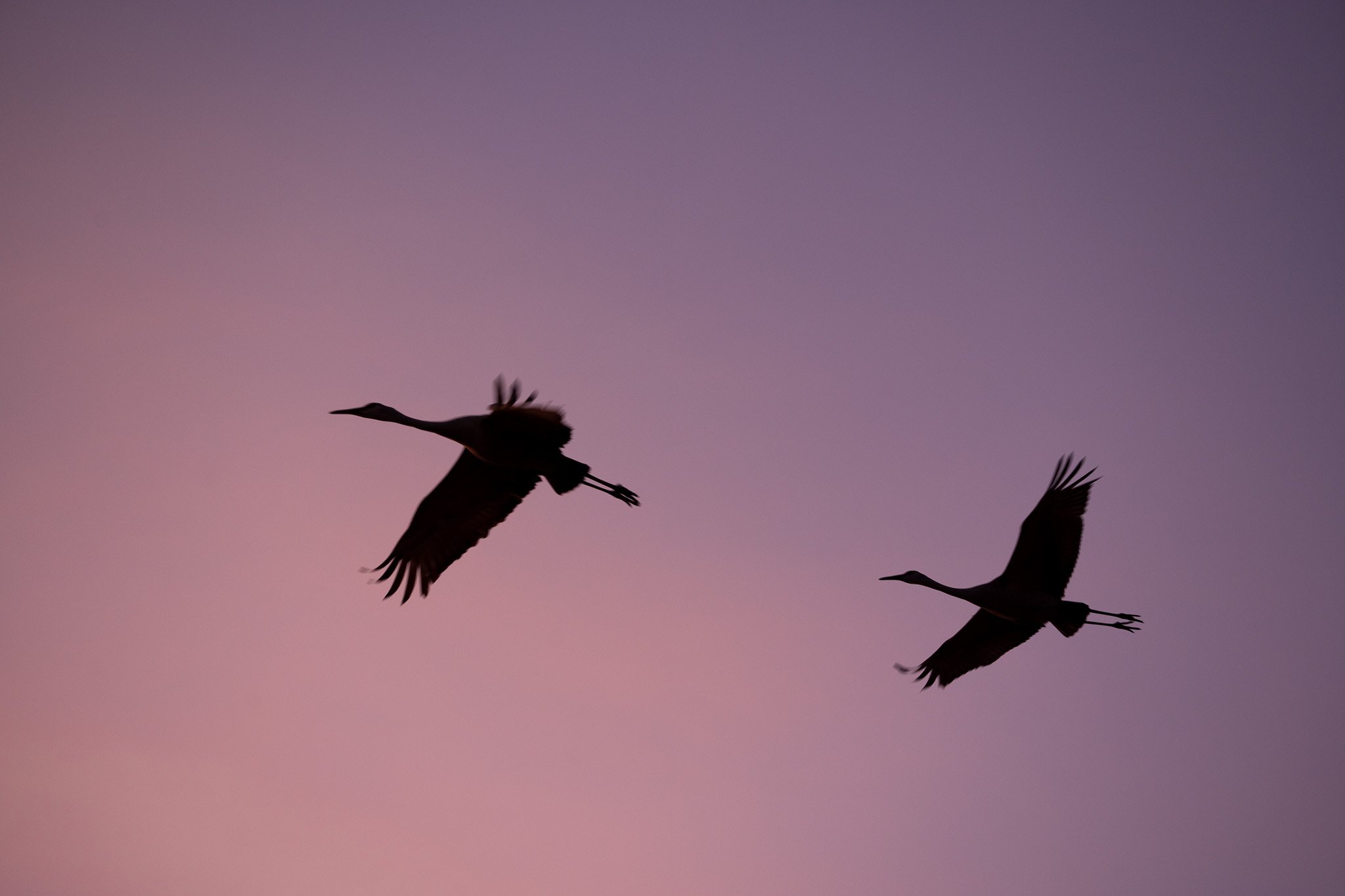 Bosque Del Apache