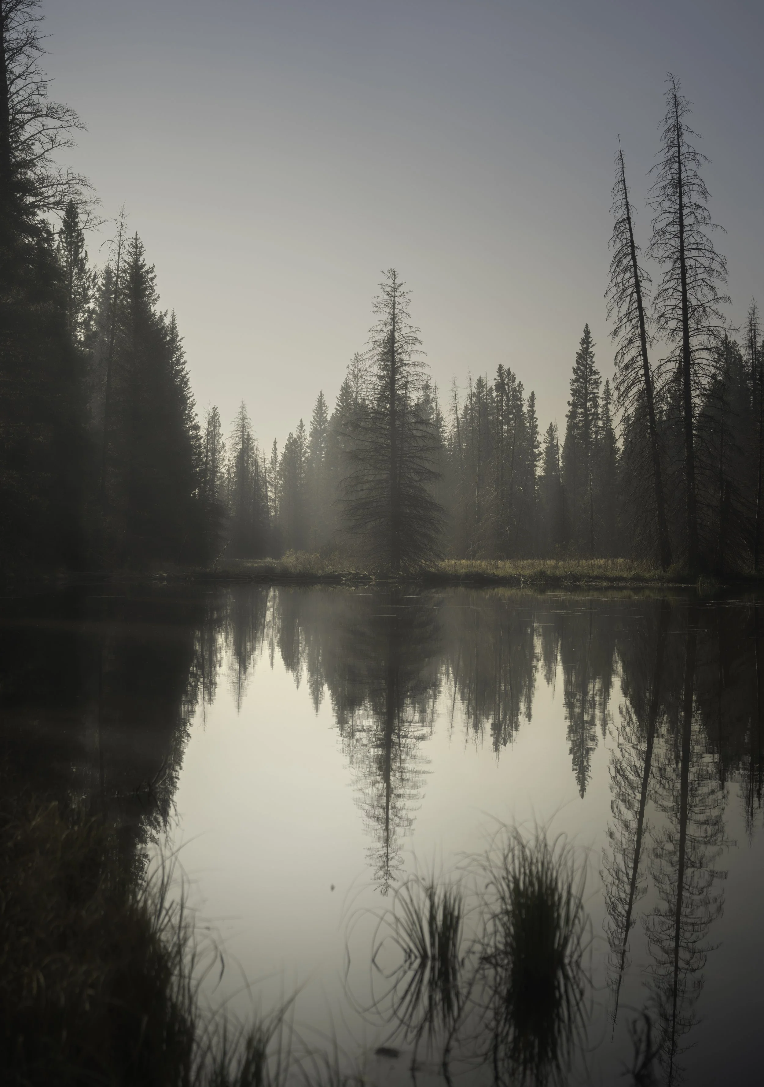 Mystery of Trees.jpg