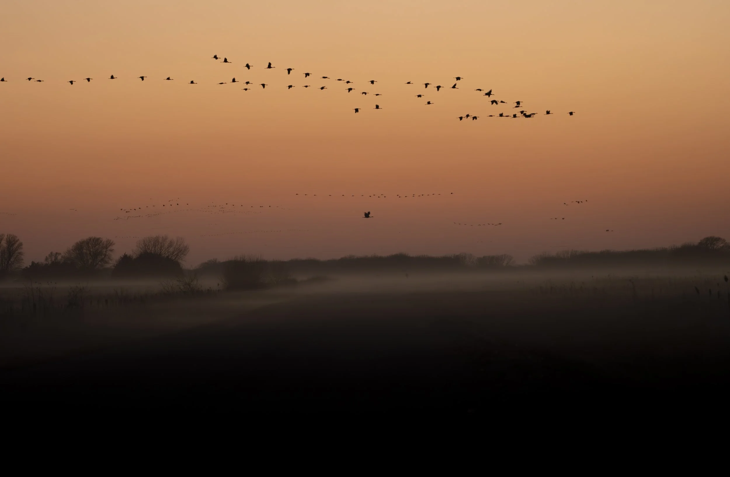 Dusty field with sandhill cranes