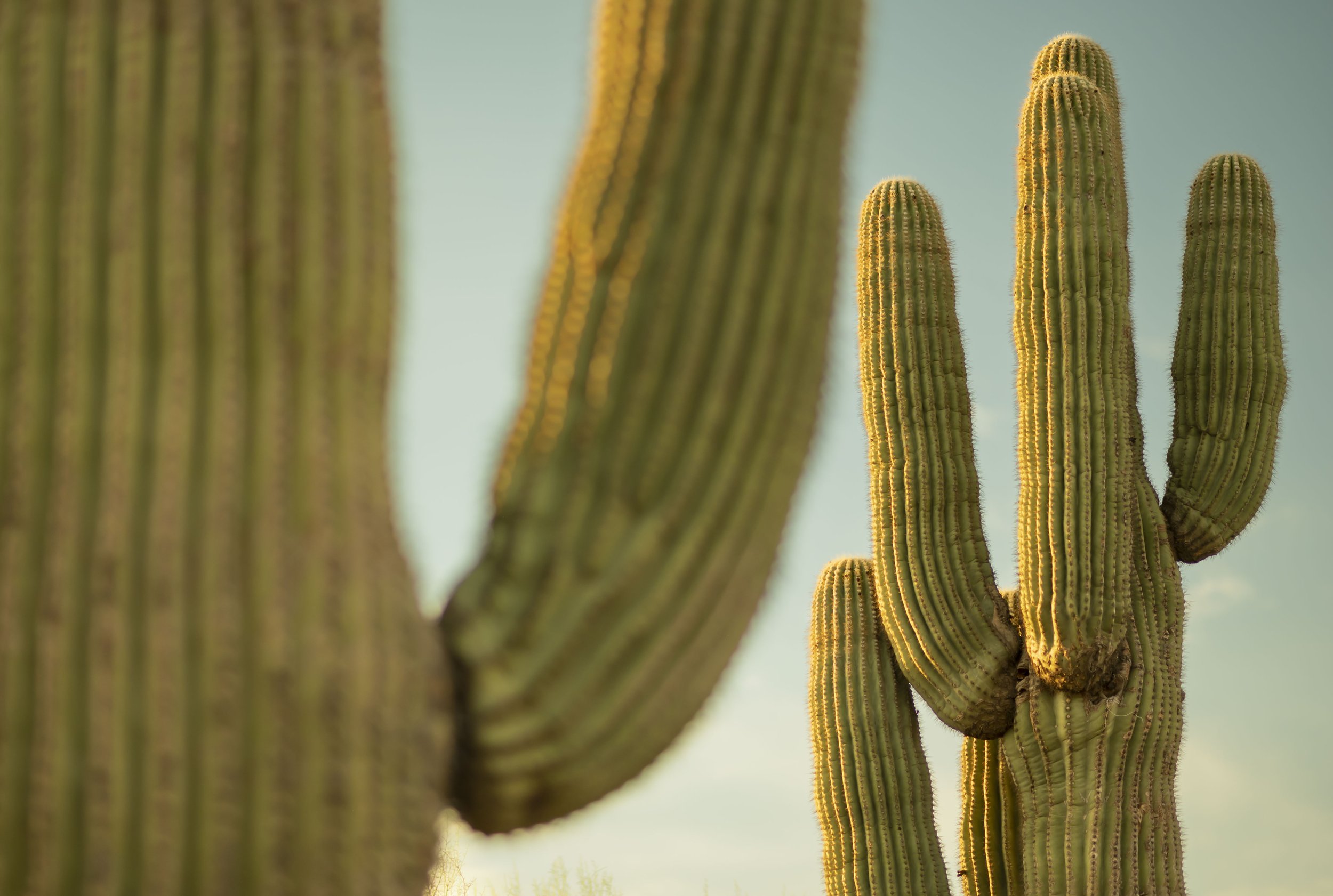 Cactus an storm_5.jpg