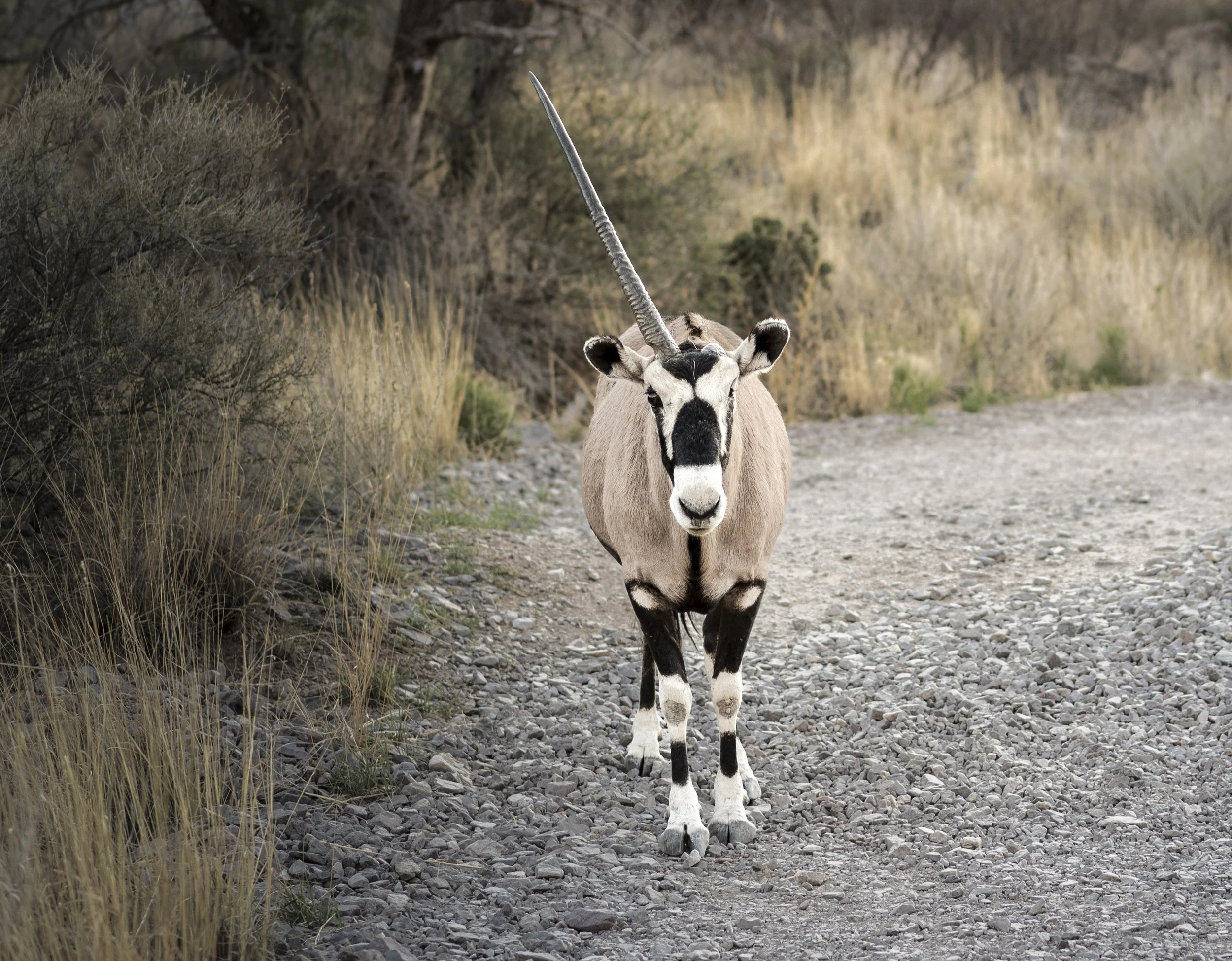 The New Mexican Oryx.jpg