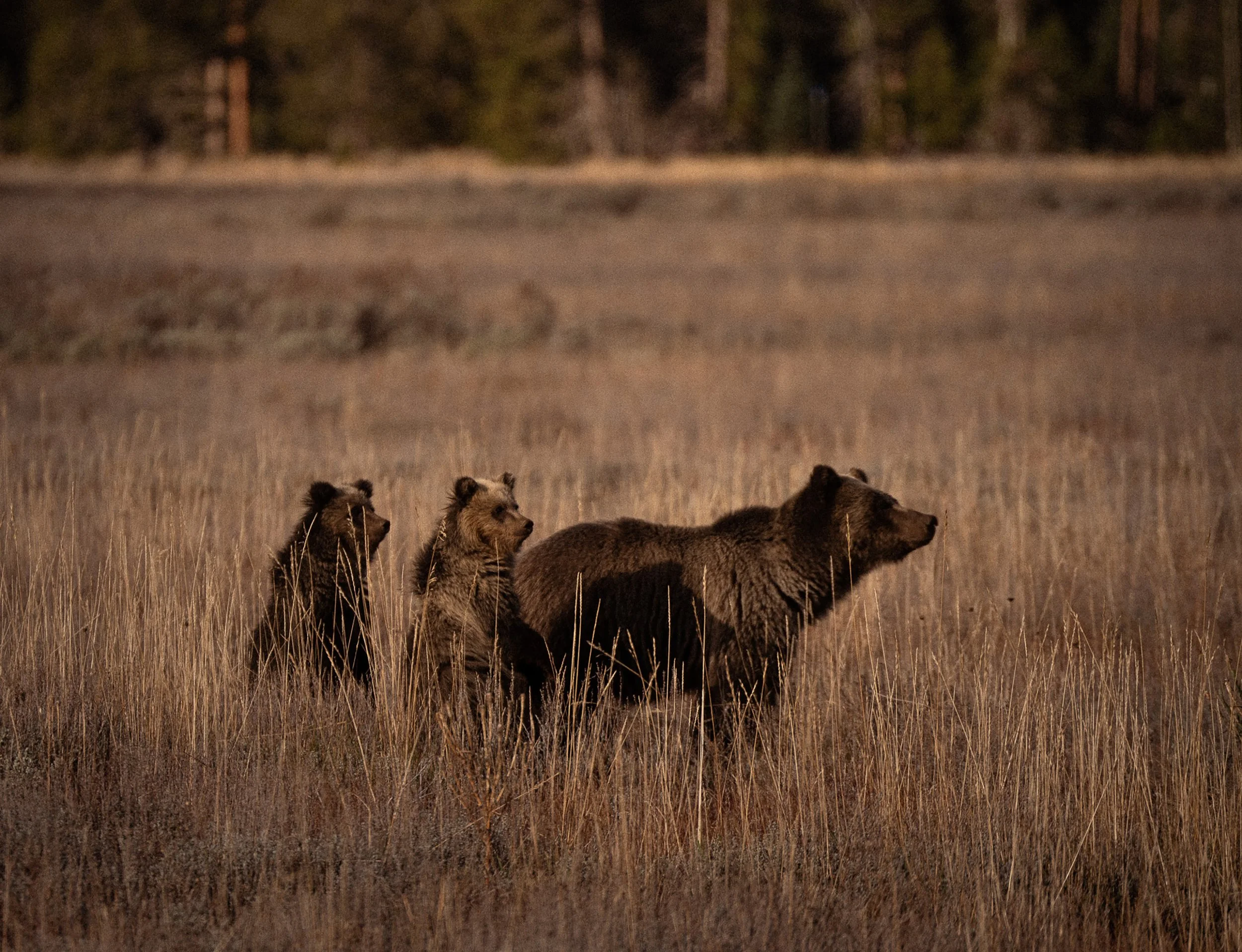 Teton Bear and Cubs_Sydney Smolla.jpg